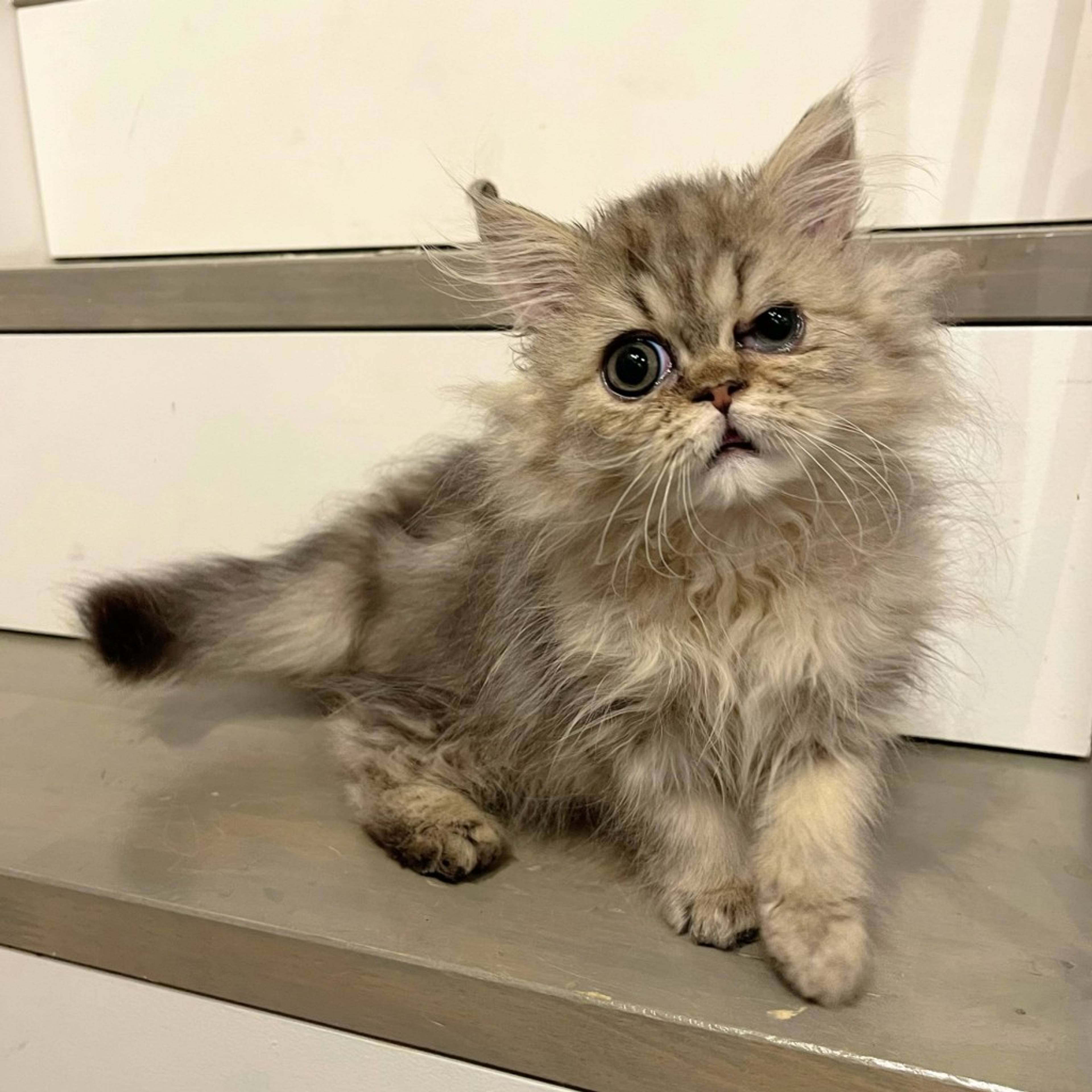 ペルシャ・オスの里親募集の写真