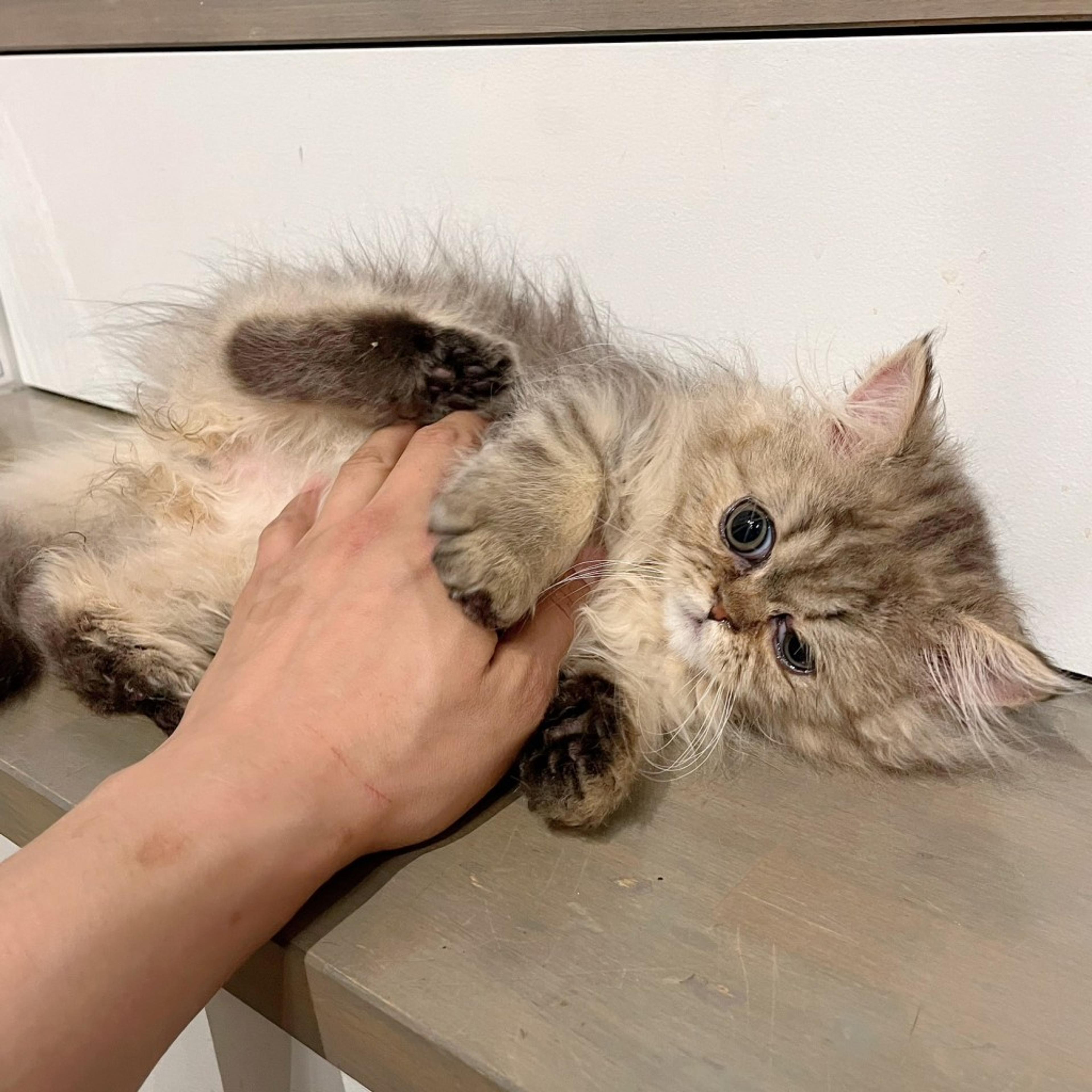 pet-image-2