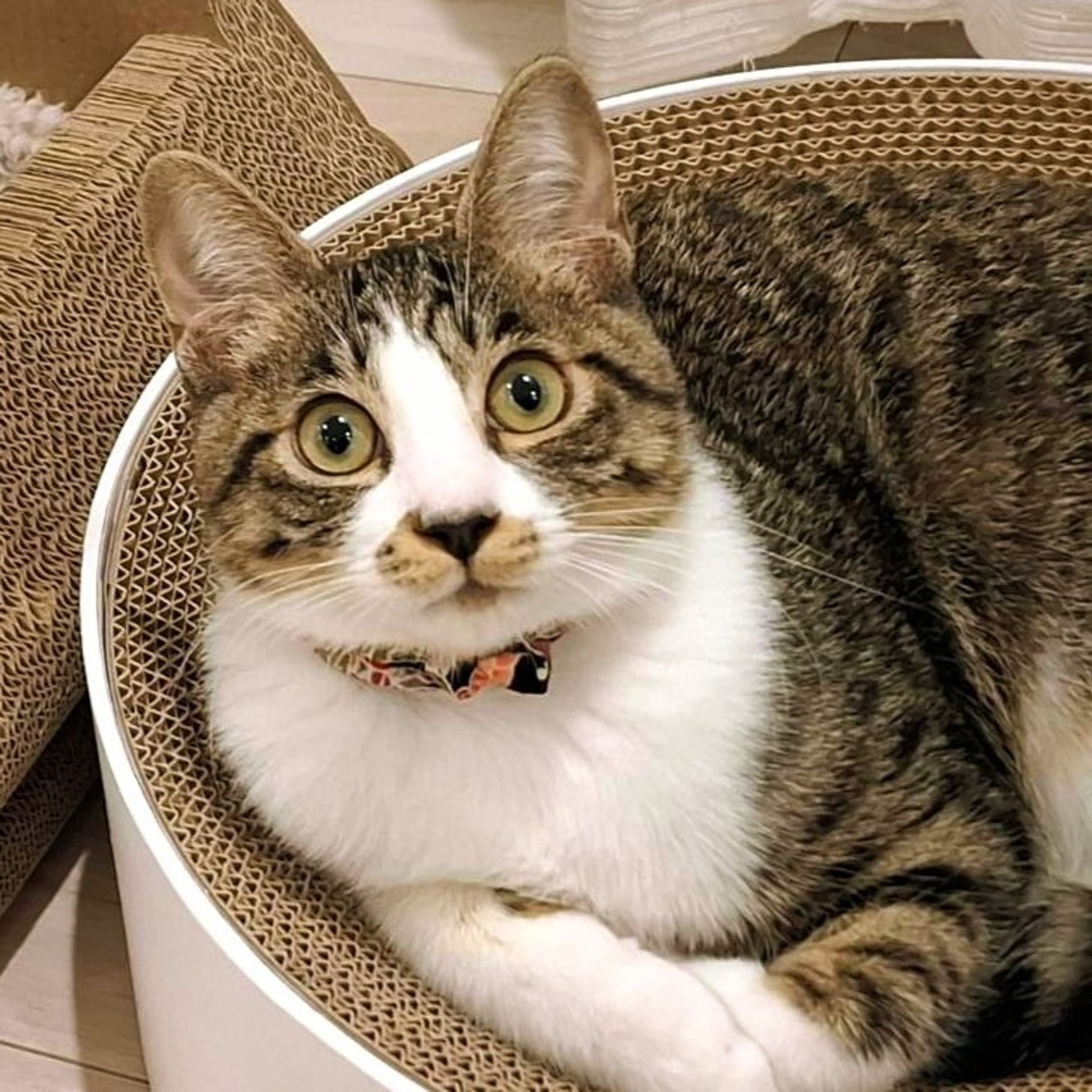 雑種（ミックス猫）・オスの里親募集の写真
