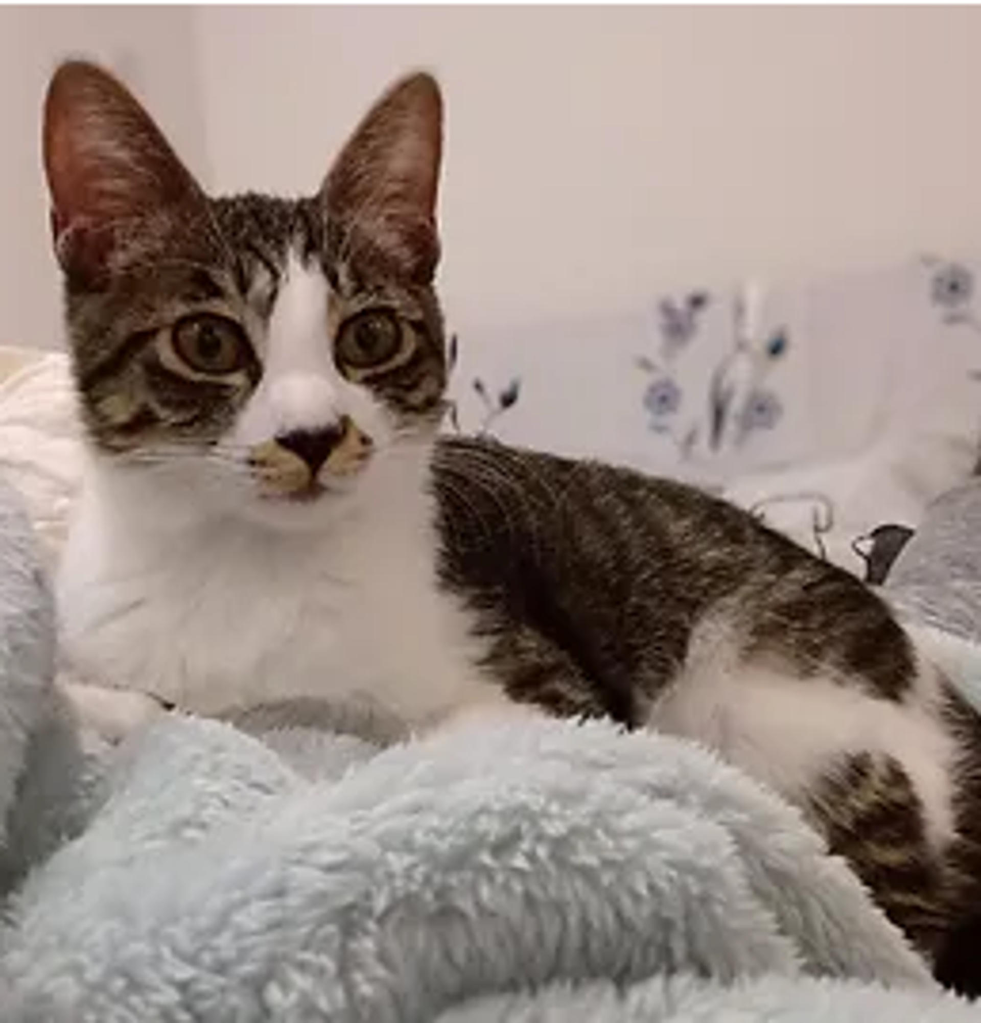 pet-image-2