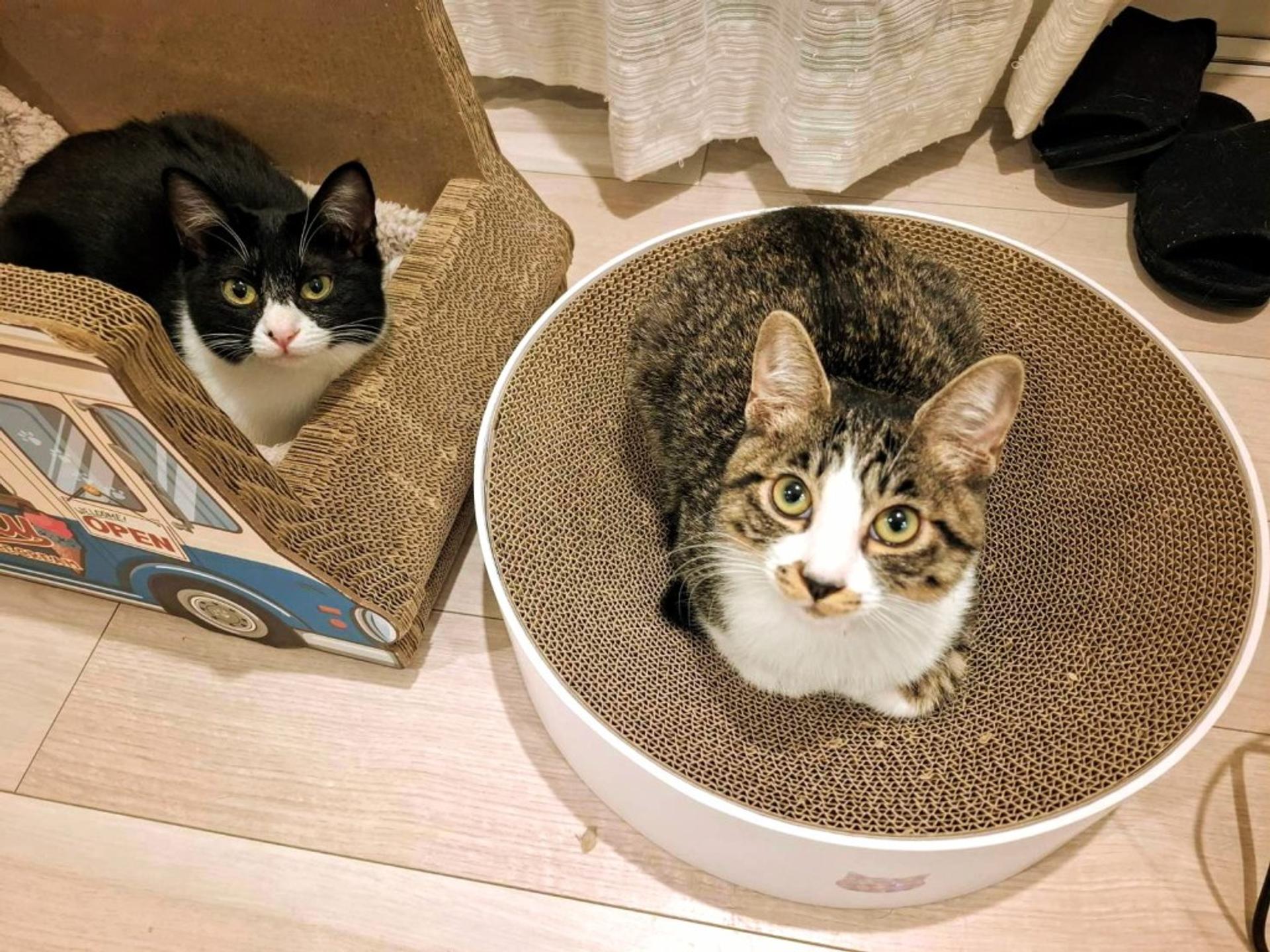 pet-image-5