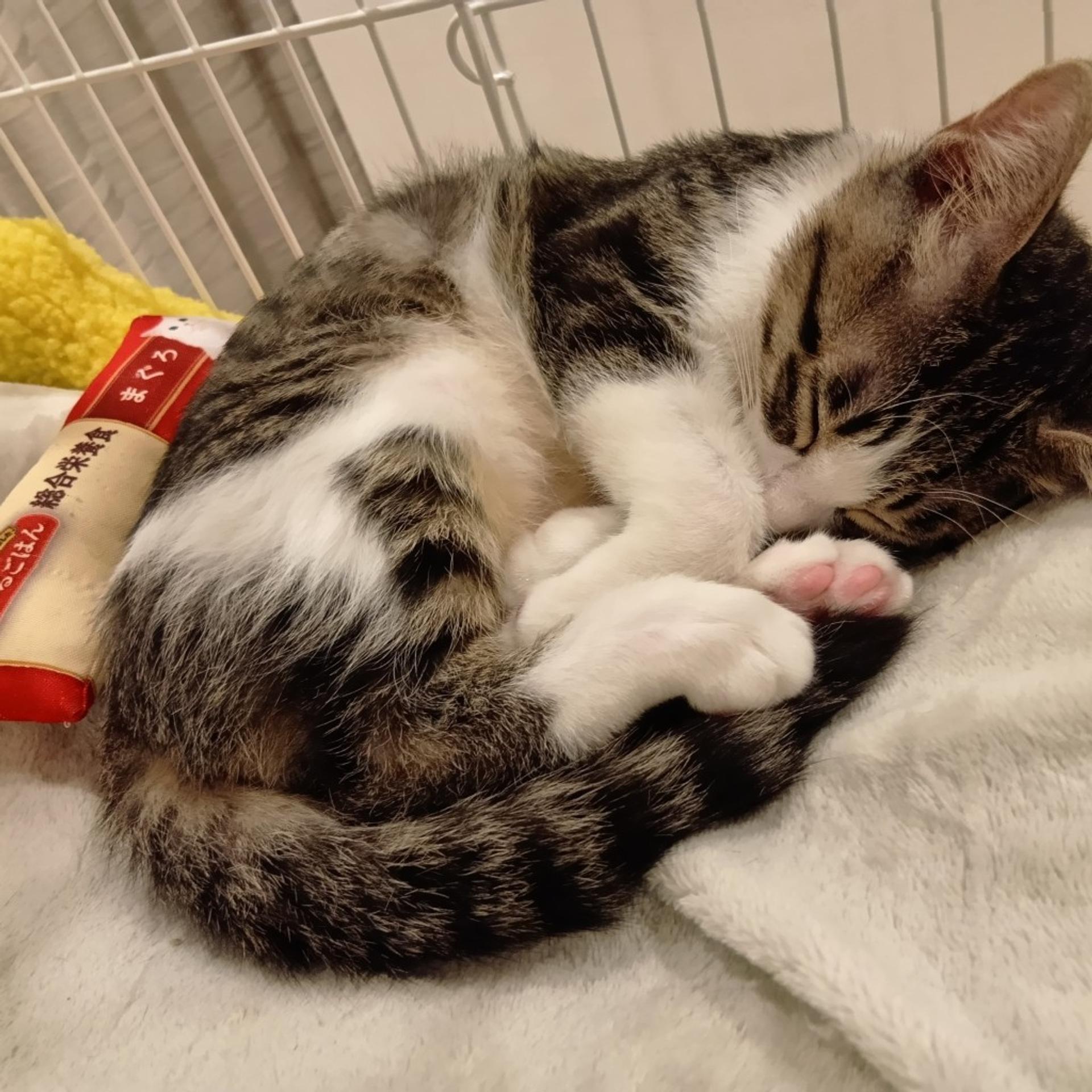 pet-image-9