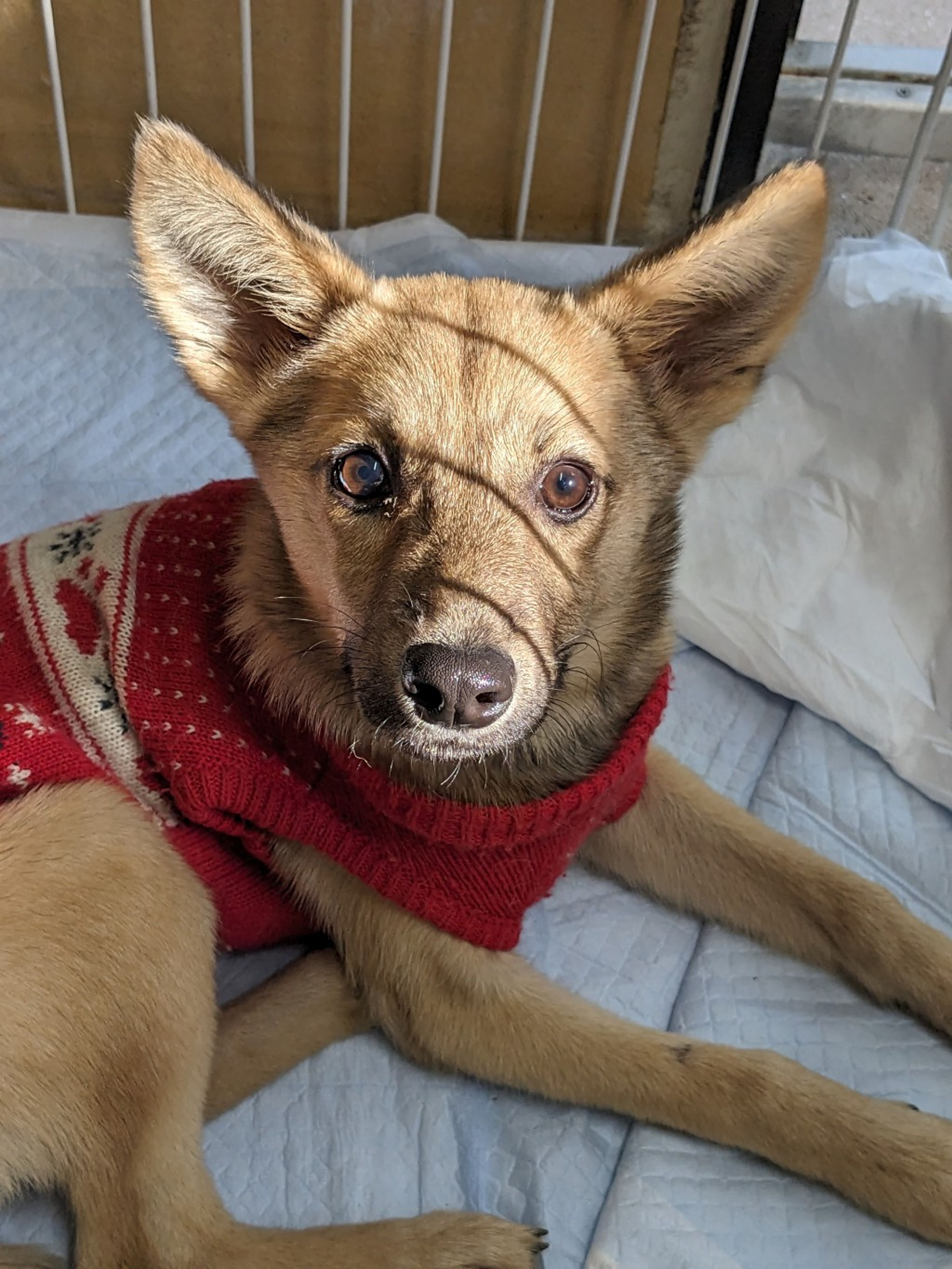 雑種（ミックス犬）・メスの里親募集の写真