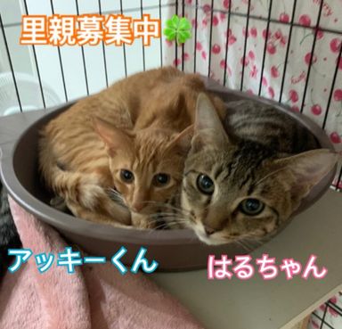 ラッキー♡はるちゃん