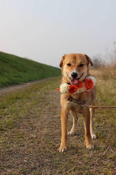 雑種（ミックス犬）・オスの里親募集の写真