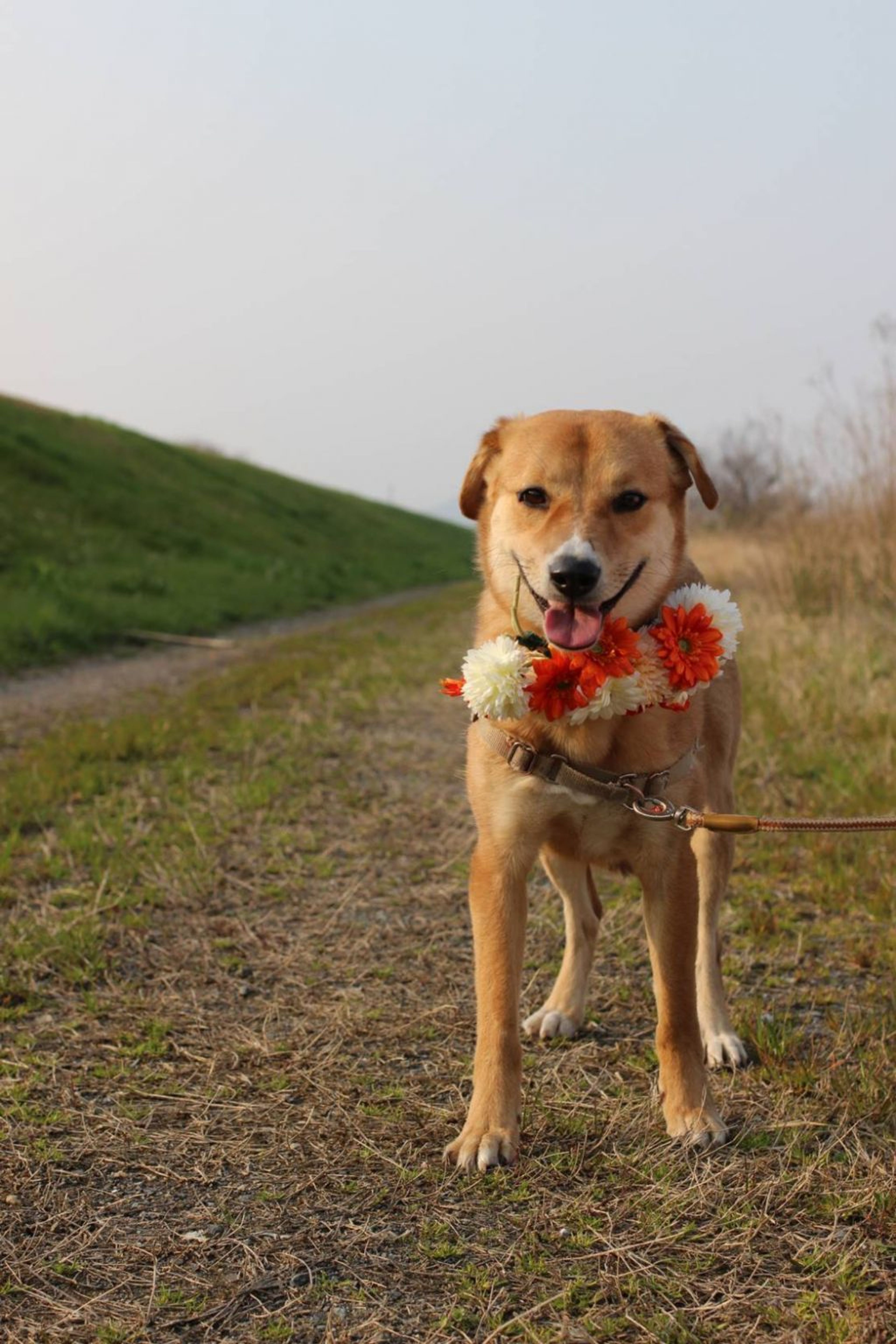 雑種（ミックス犬）・オスの里親募集の写真