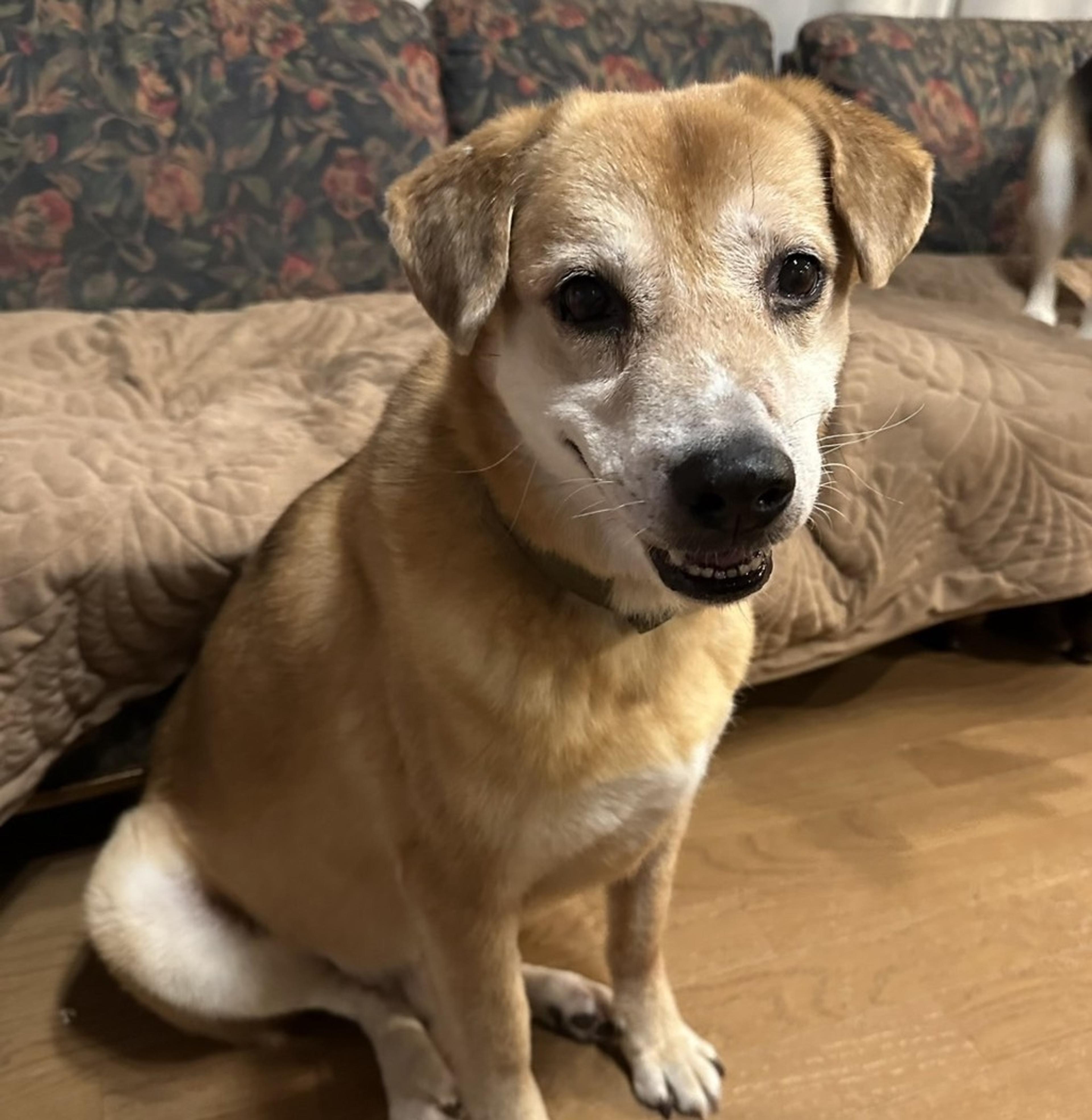 pet-image-7
