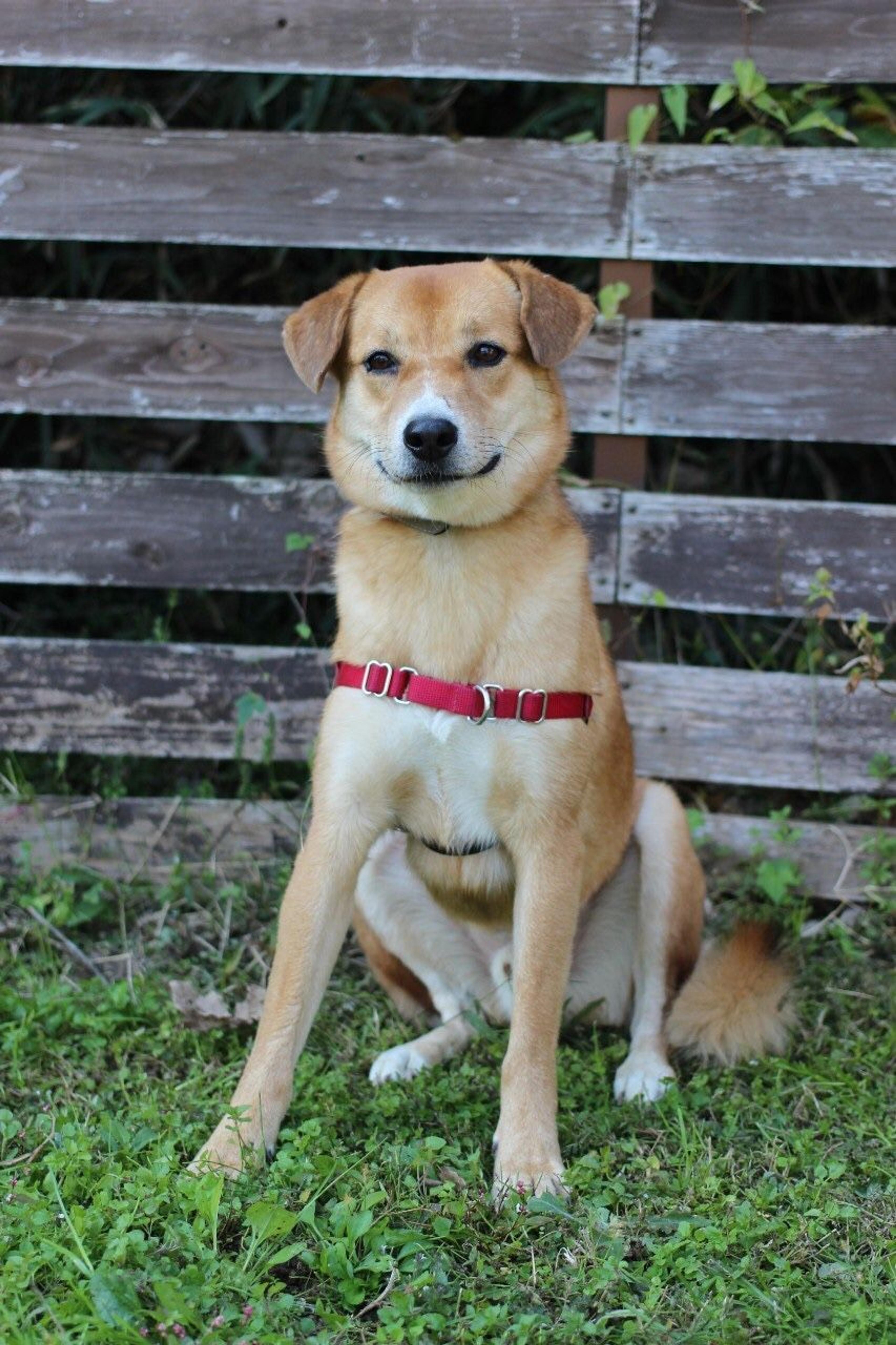 pet-image-2