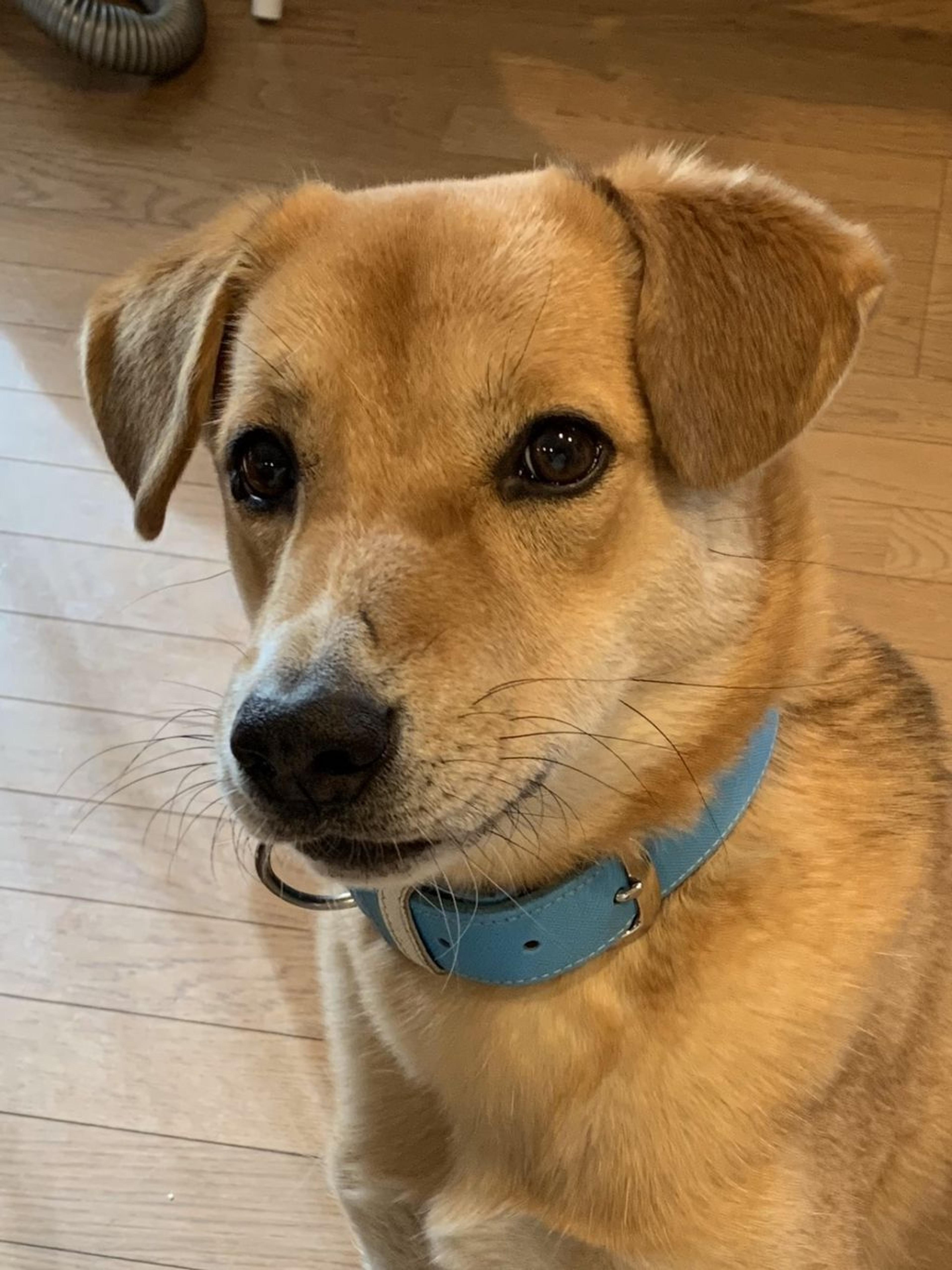 pet-image-3
