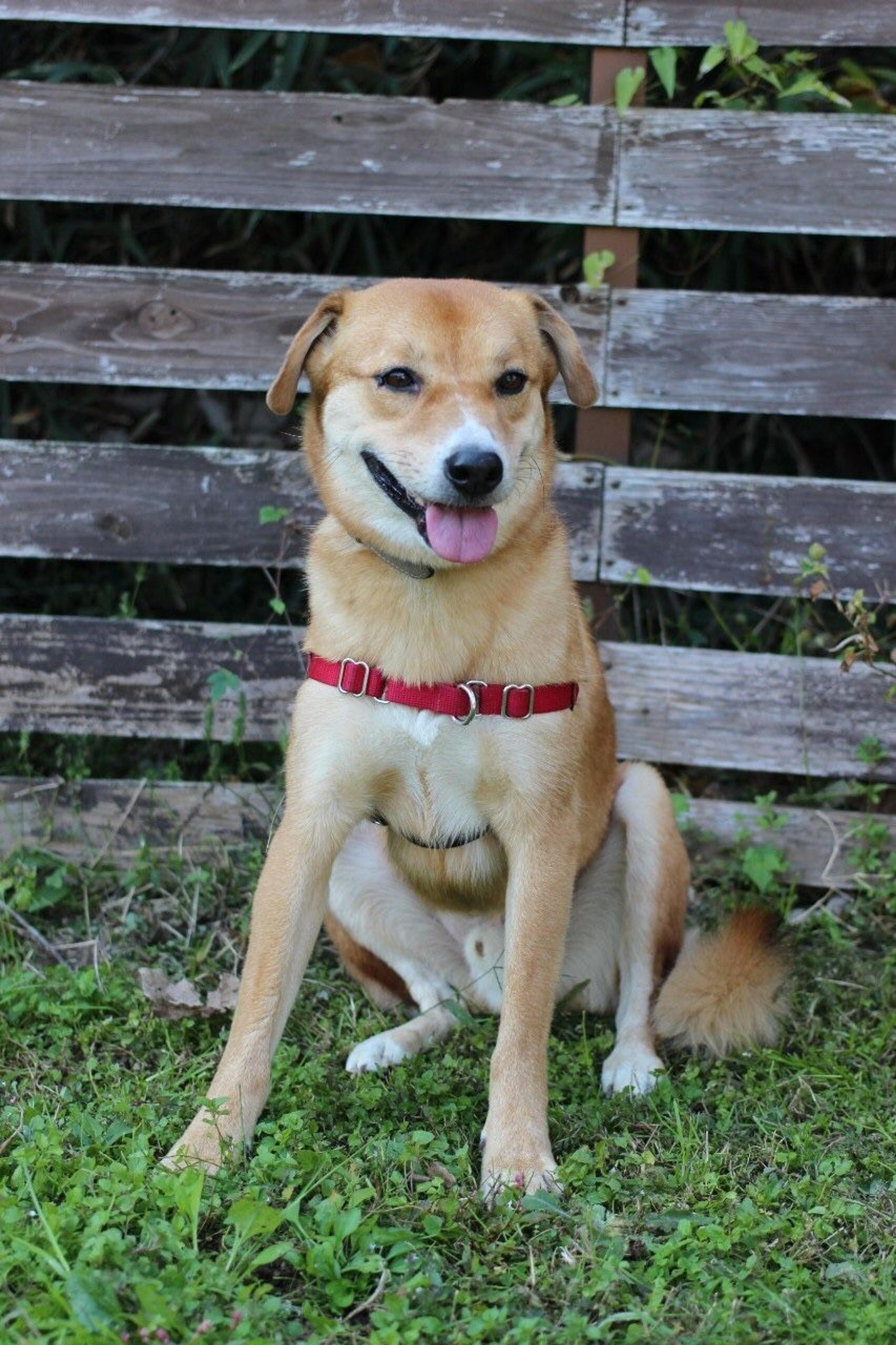 pet-image-4