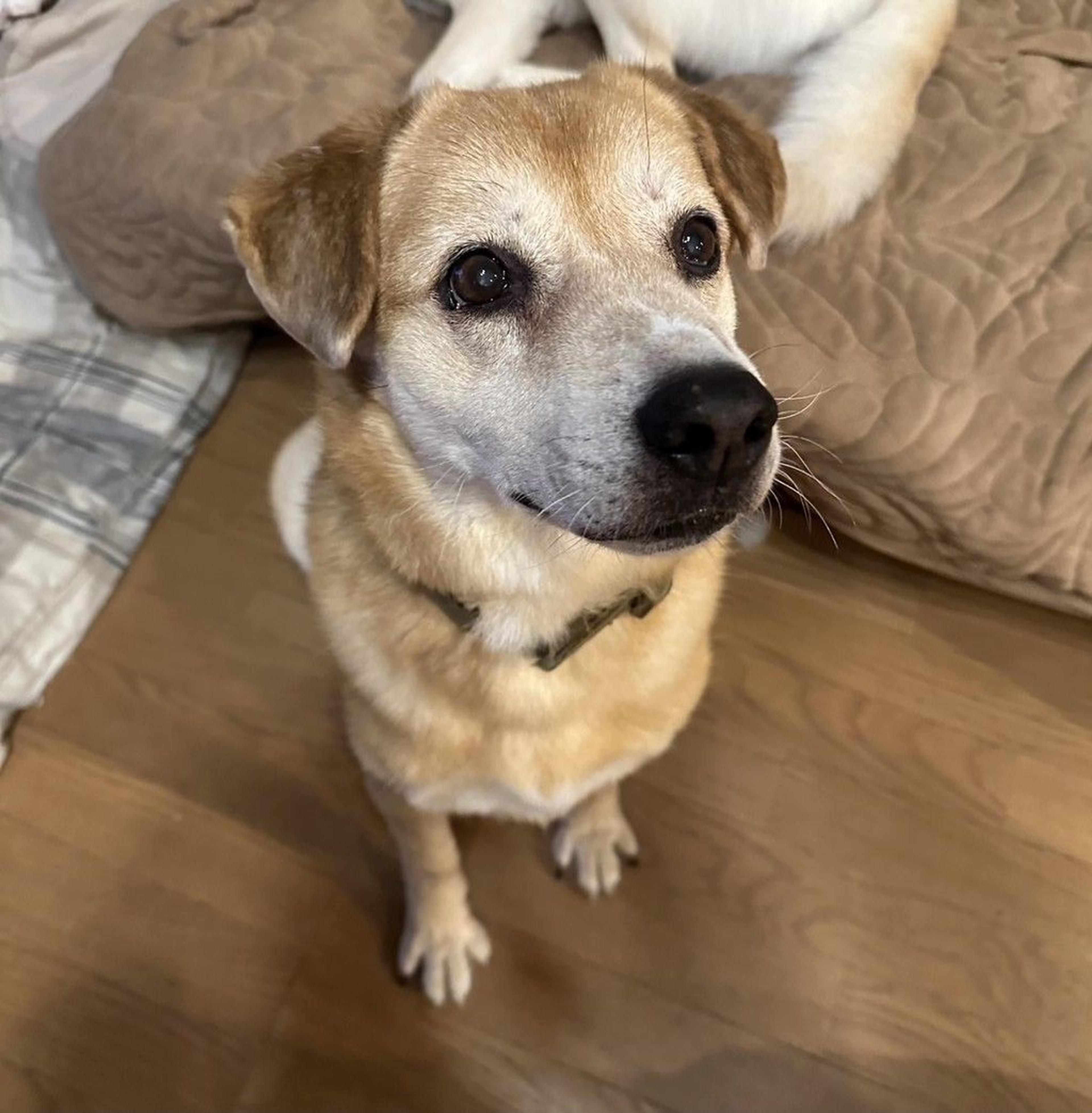 pet-image-6