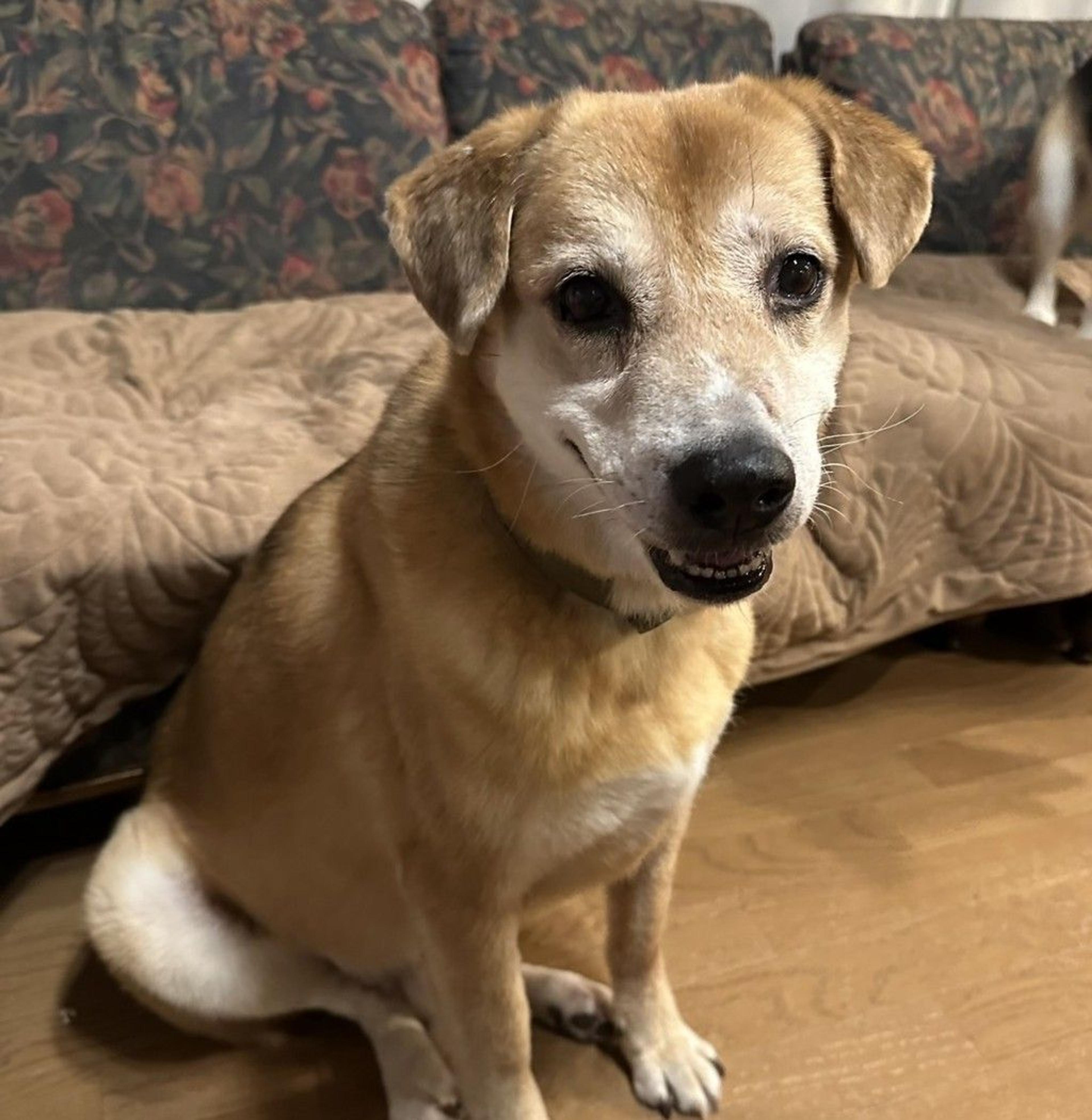 pet-image-7