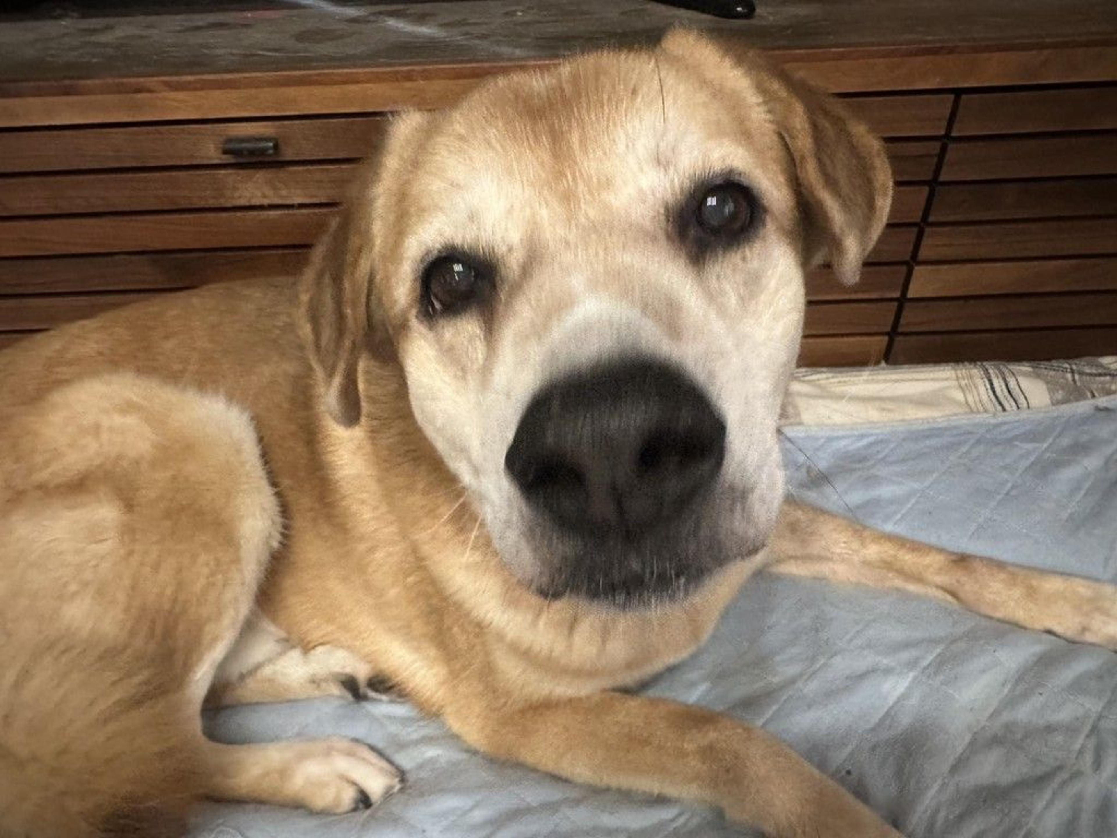 pet-image-8