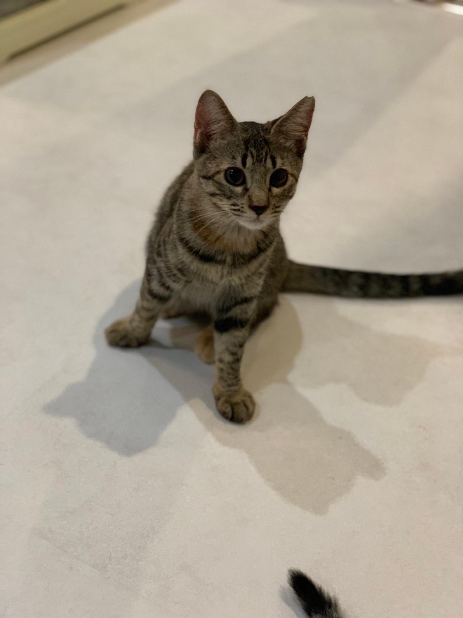 pet-image-2