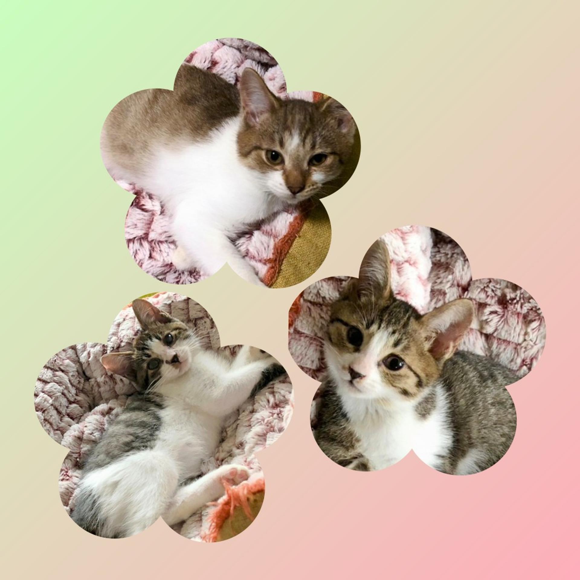 pet-image-2