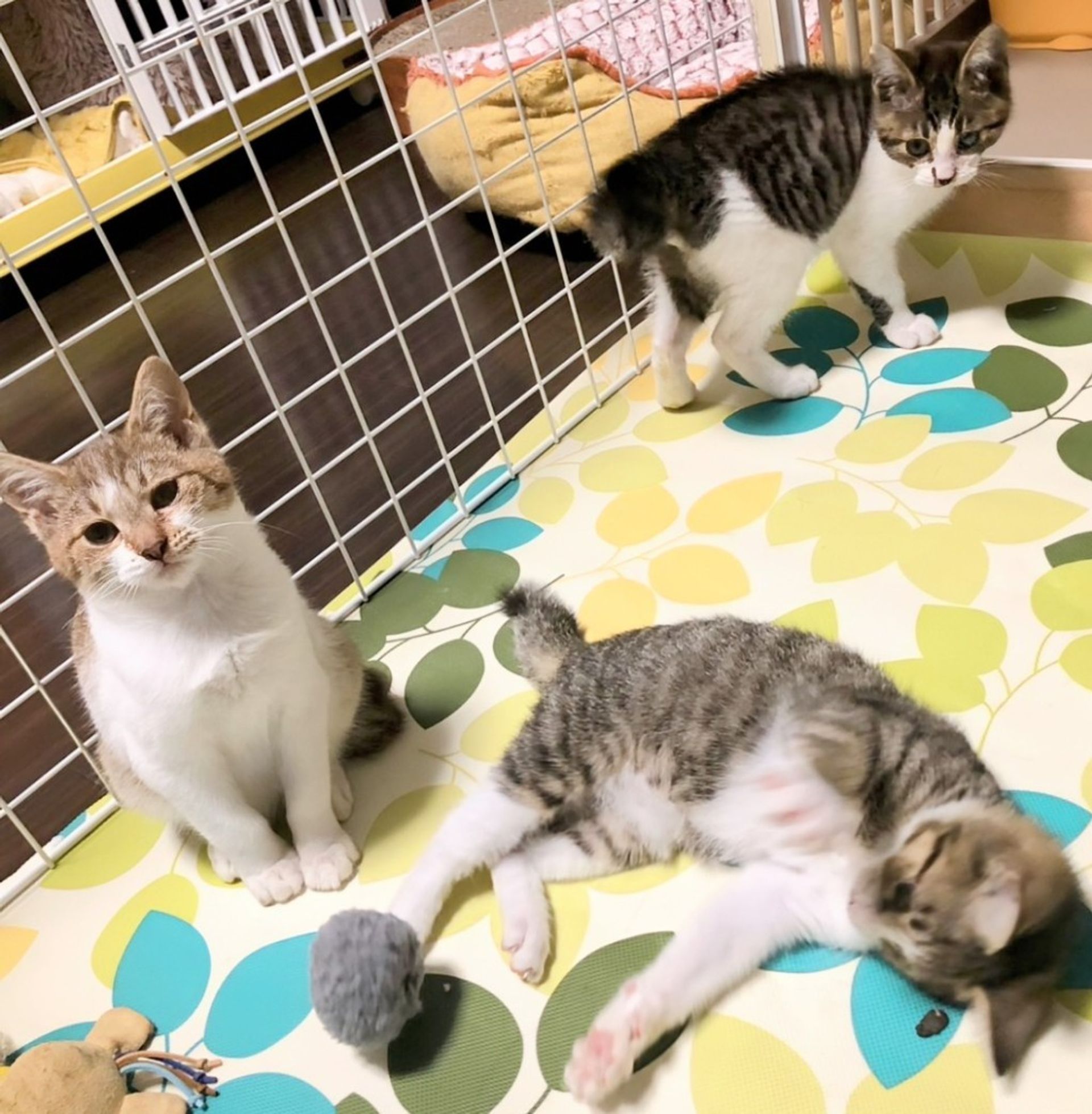 雑種（ミックス猫）・オスの里親募集の写真