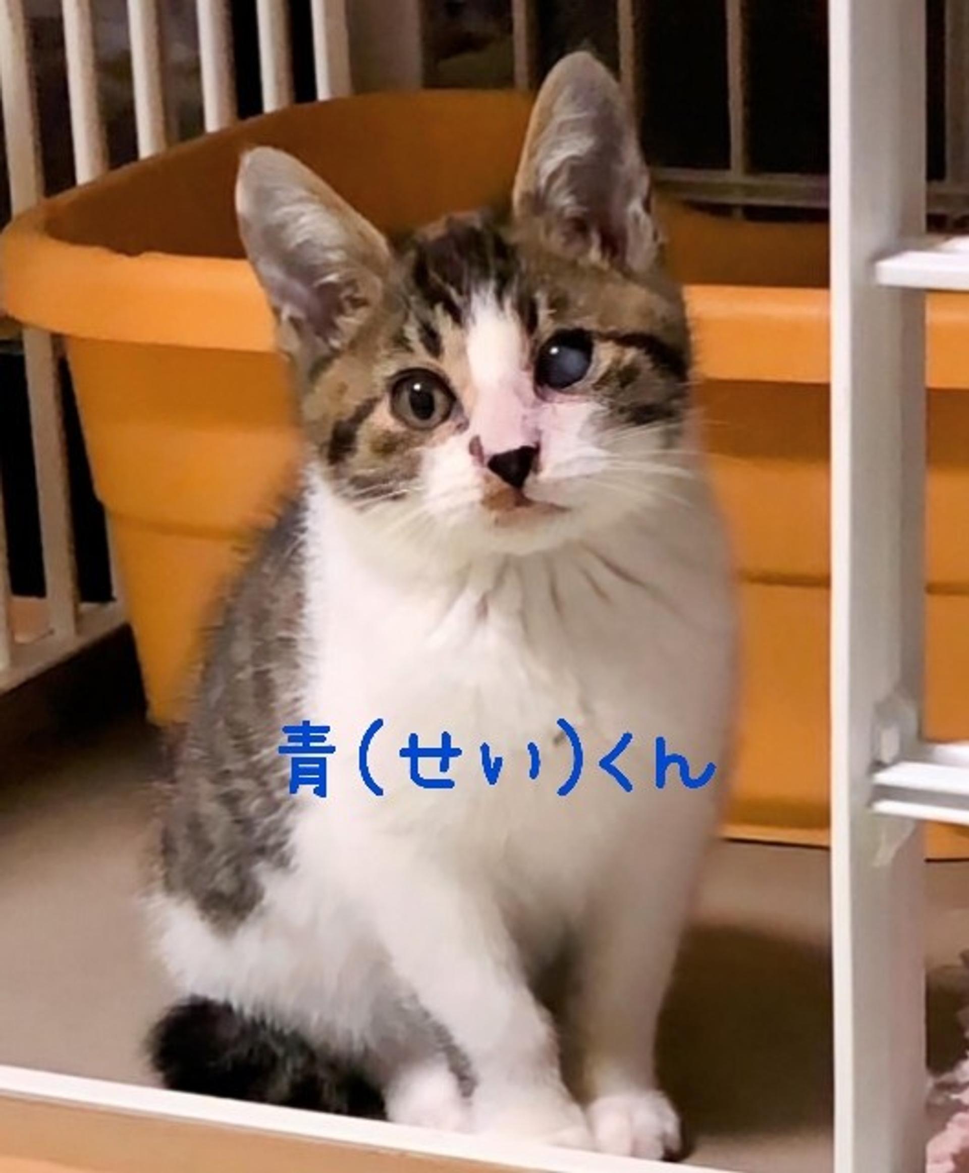 pet-image-4