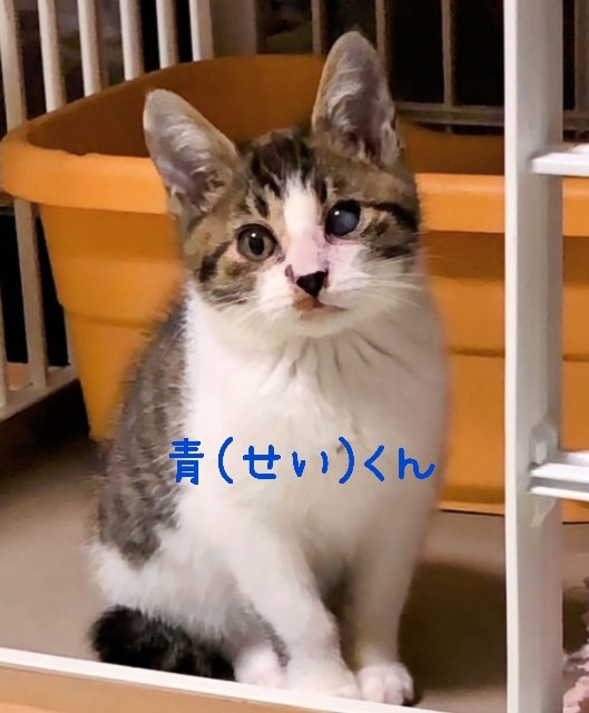 thumbnail-4