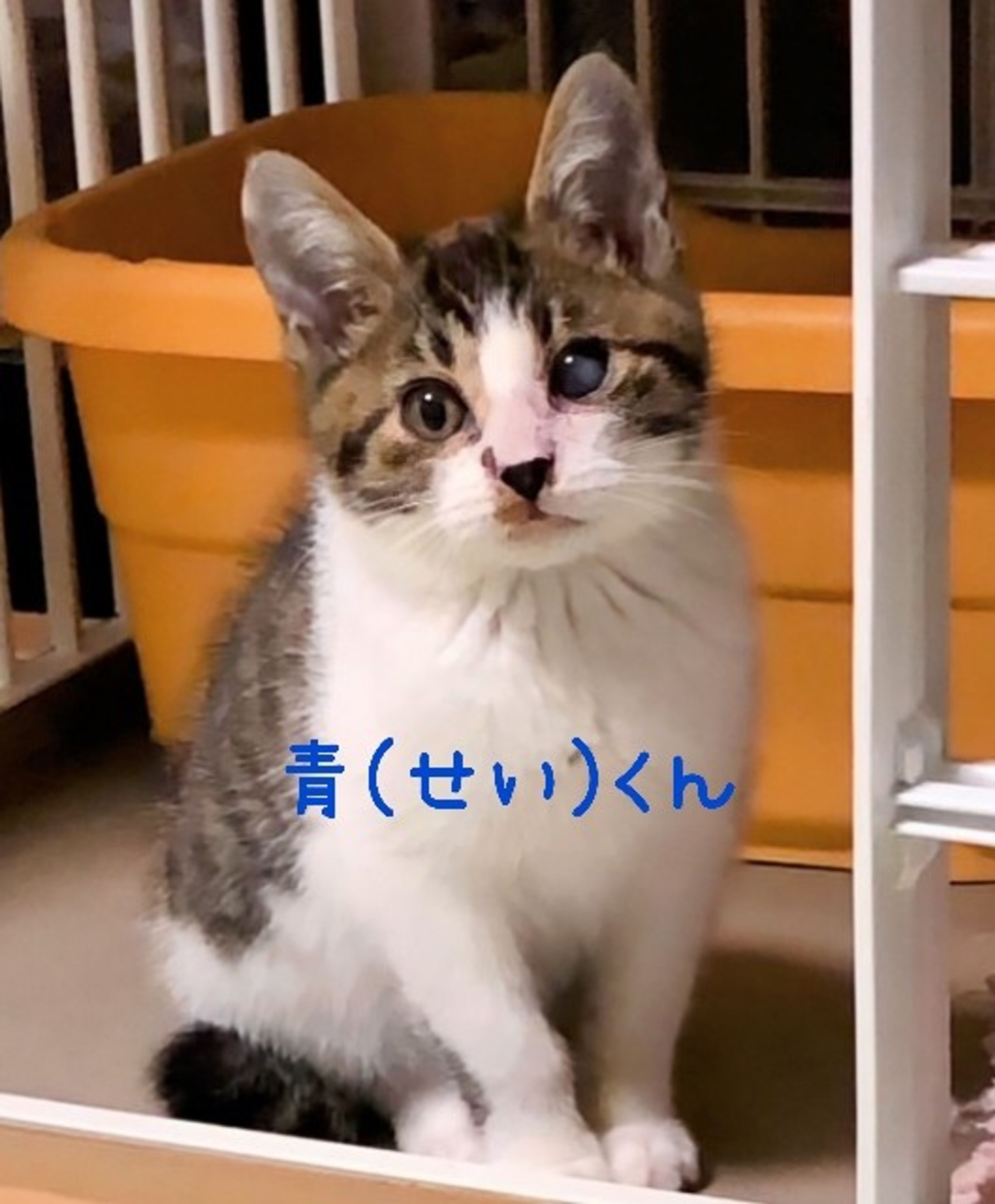 pet-image-4