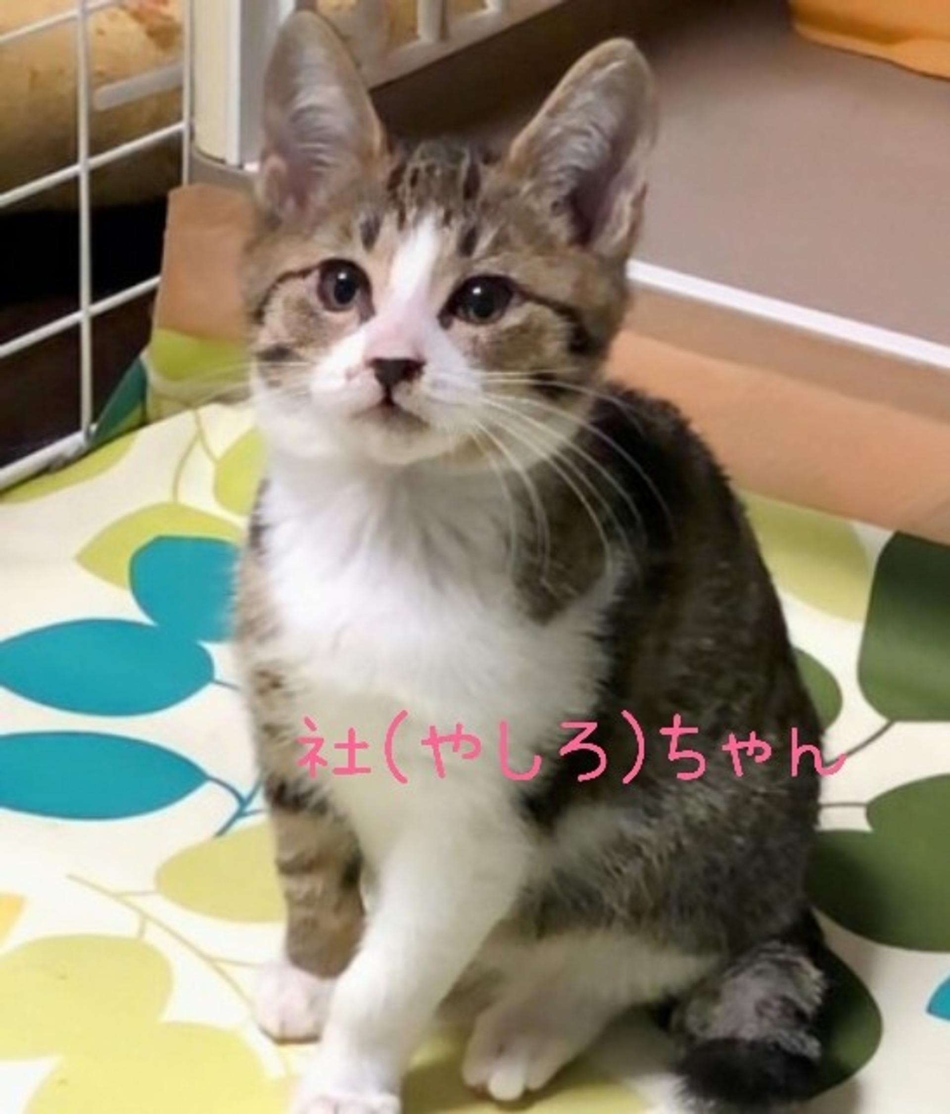 pet-image-6