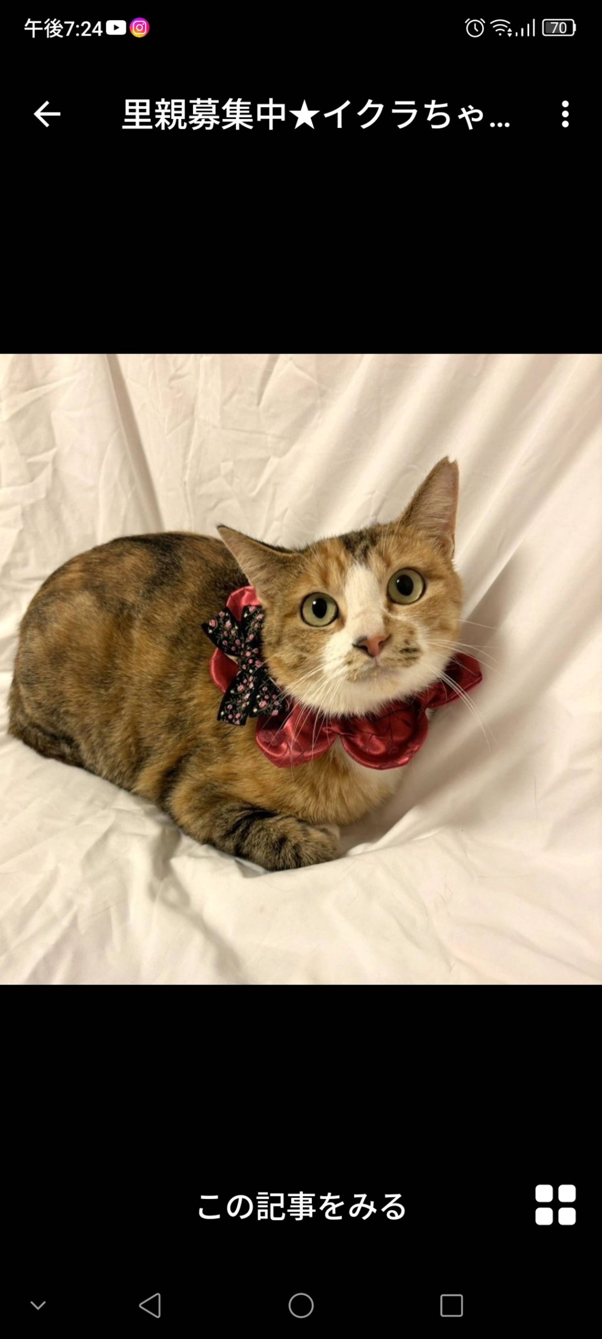 日本猫・メスの里親募集の写真