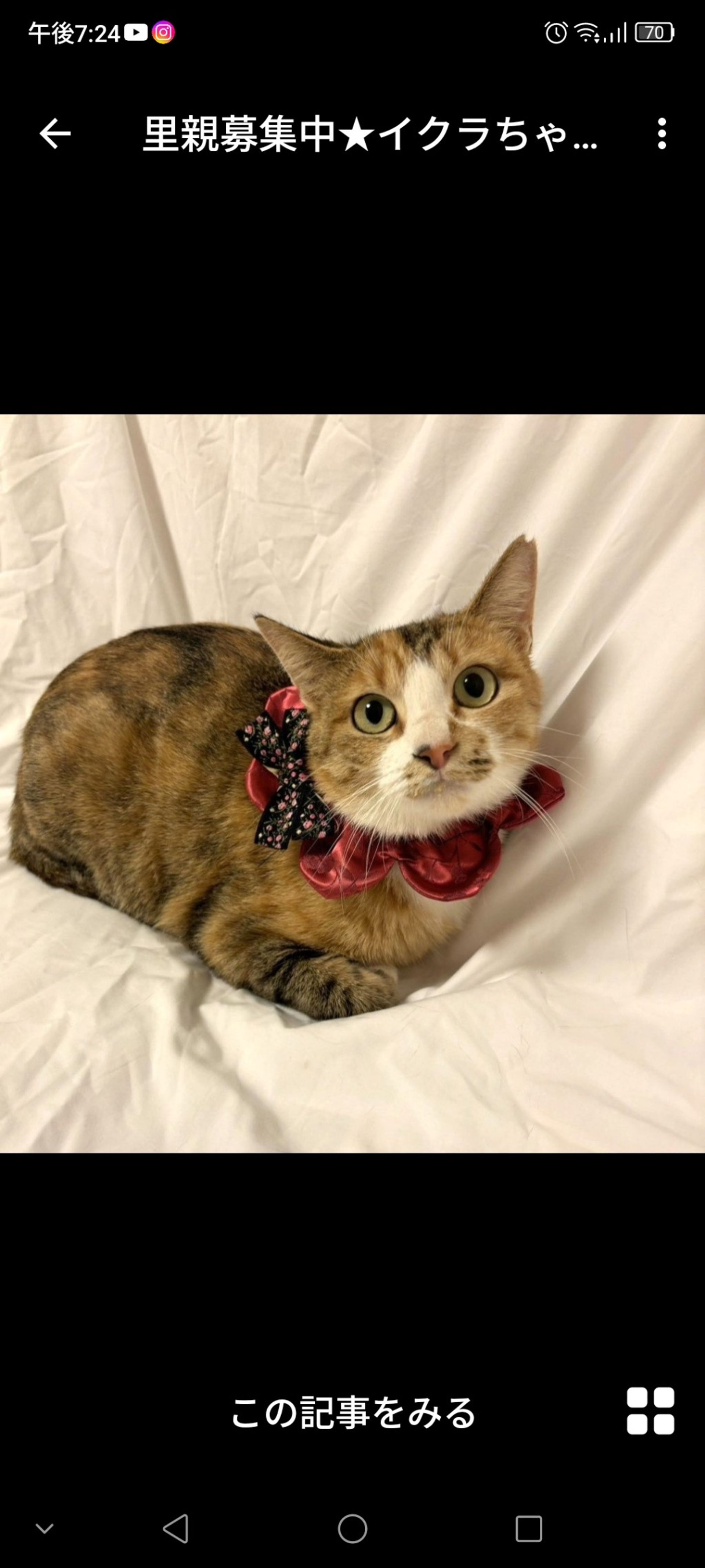 日本猫・メスの里親募集の写真