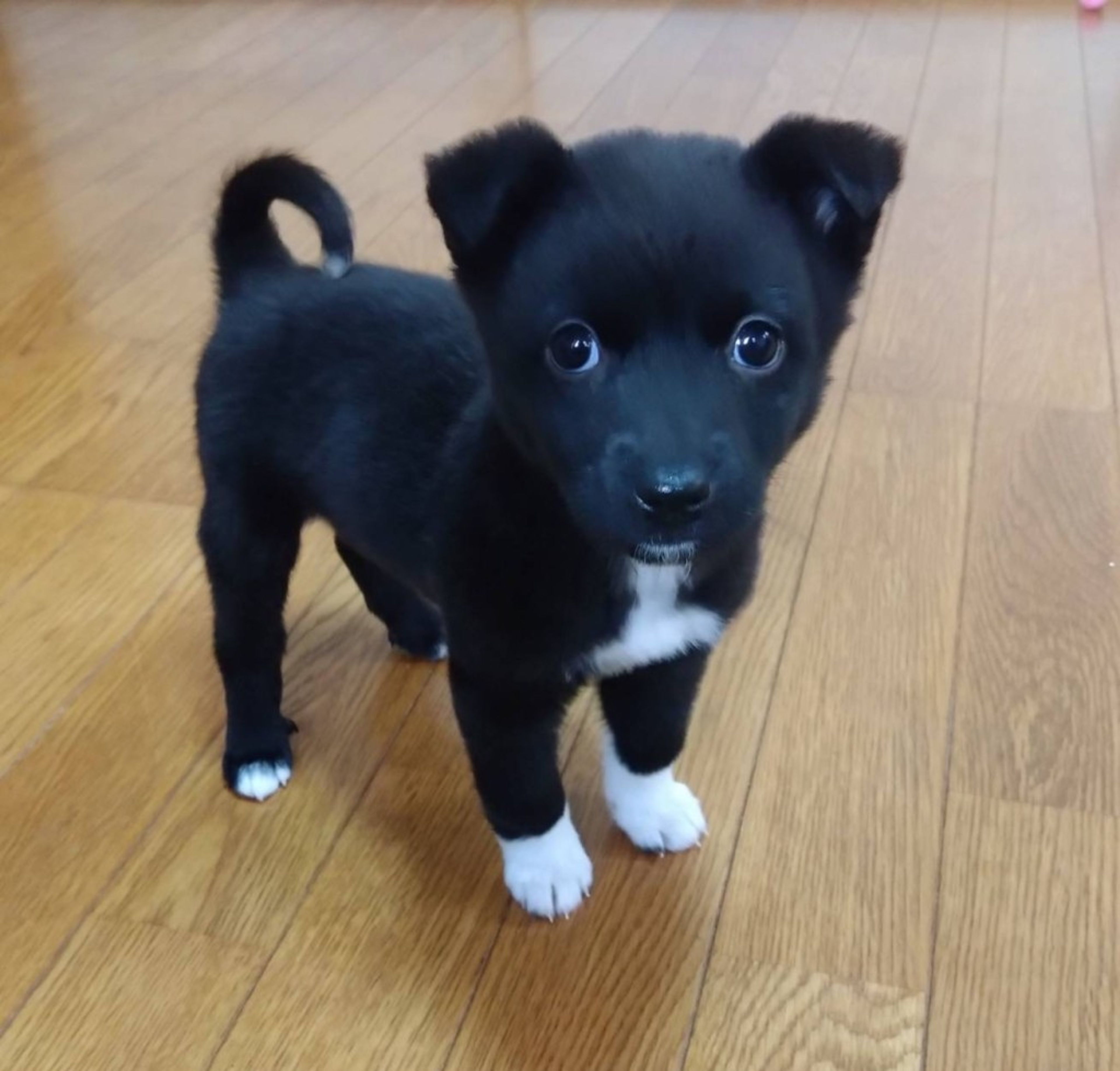 雑種（ミックス犬）・メスの里親募集の写真