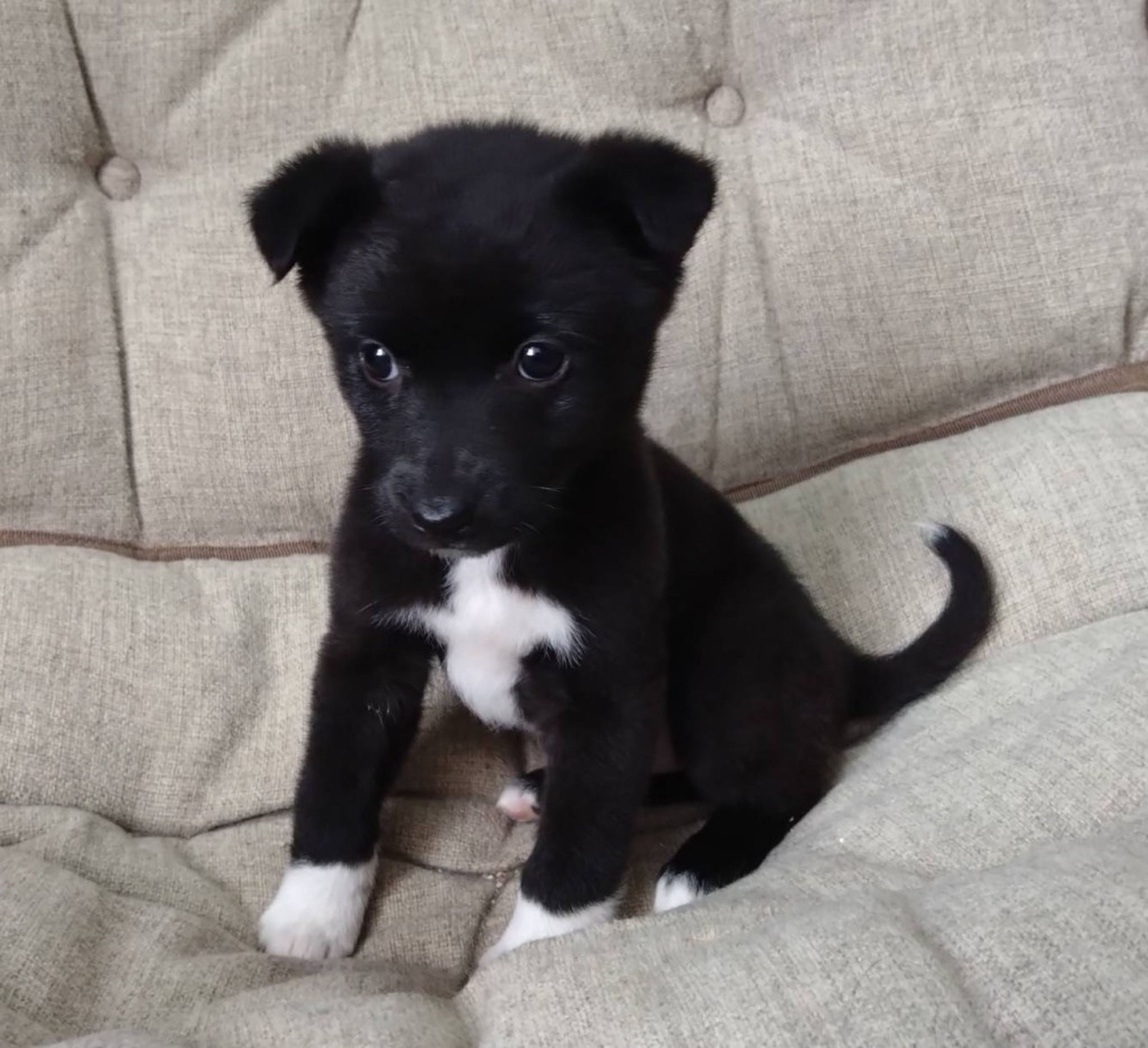 pet-image-3