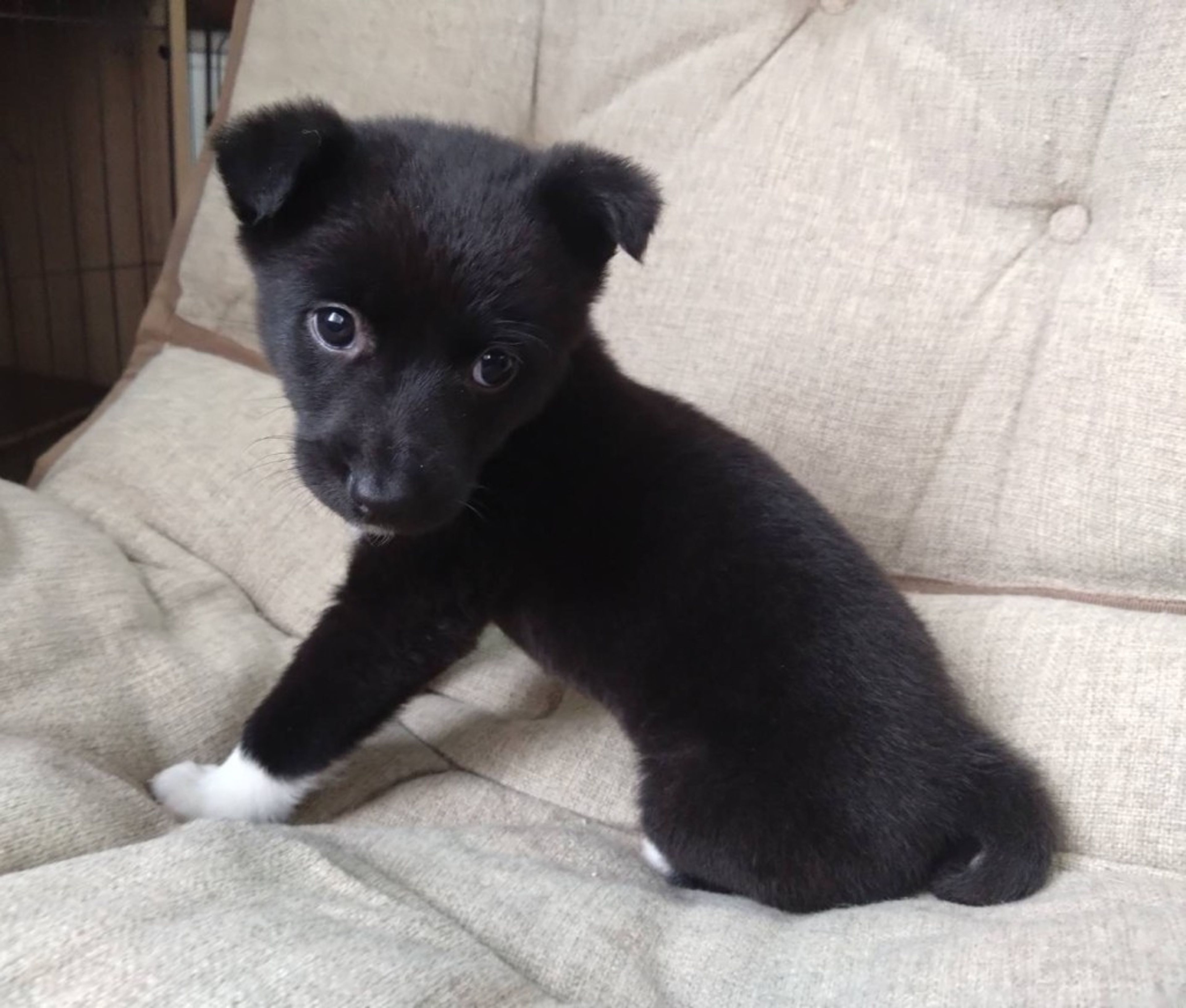 pet-image-4