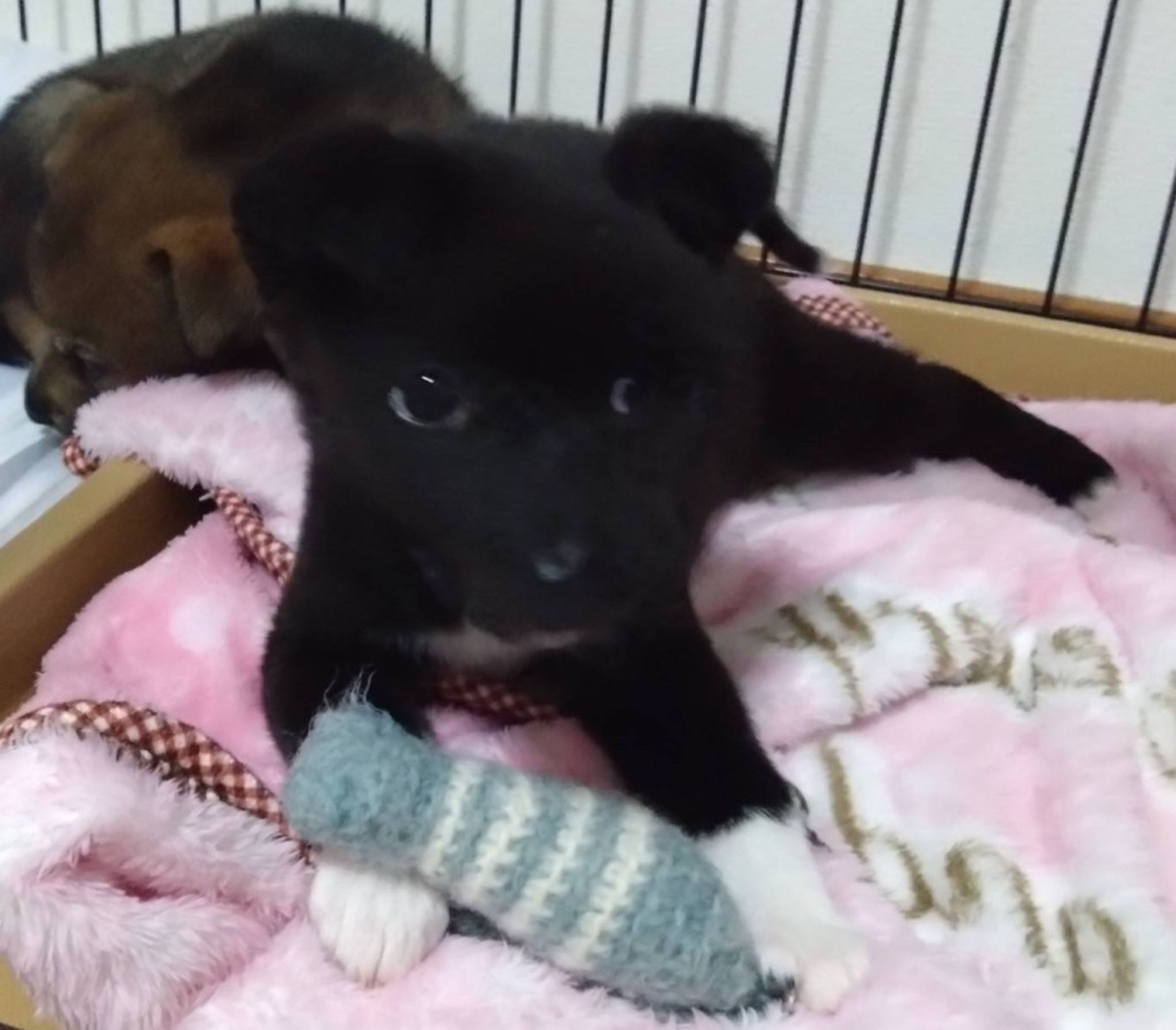pet-image-6