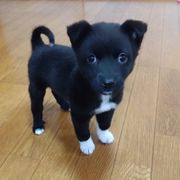 ペット 犬 人気 里親