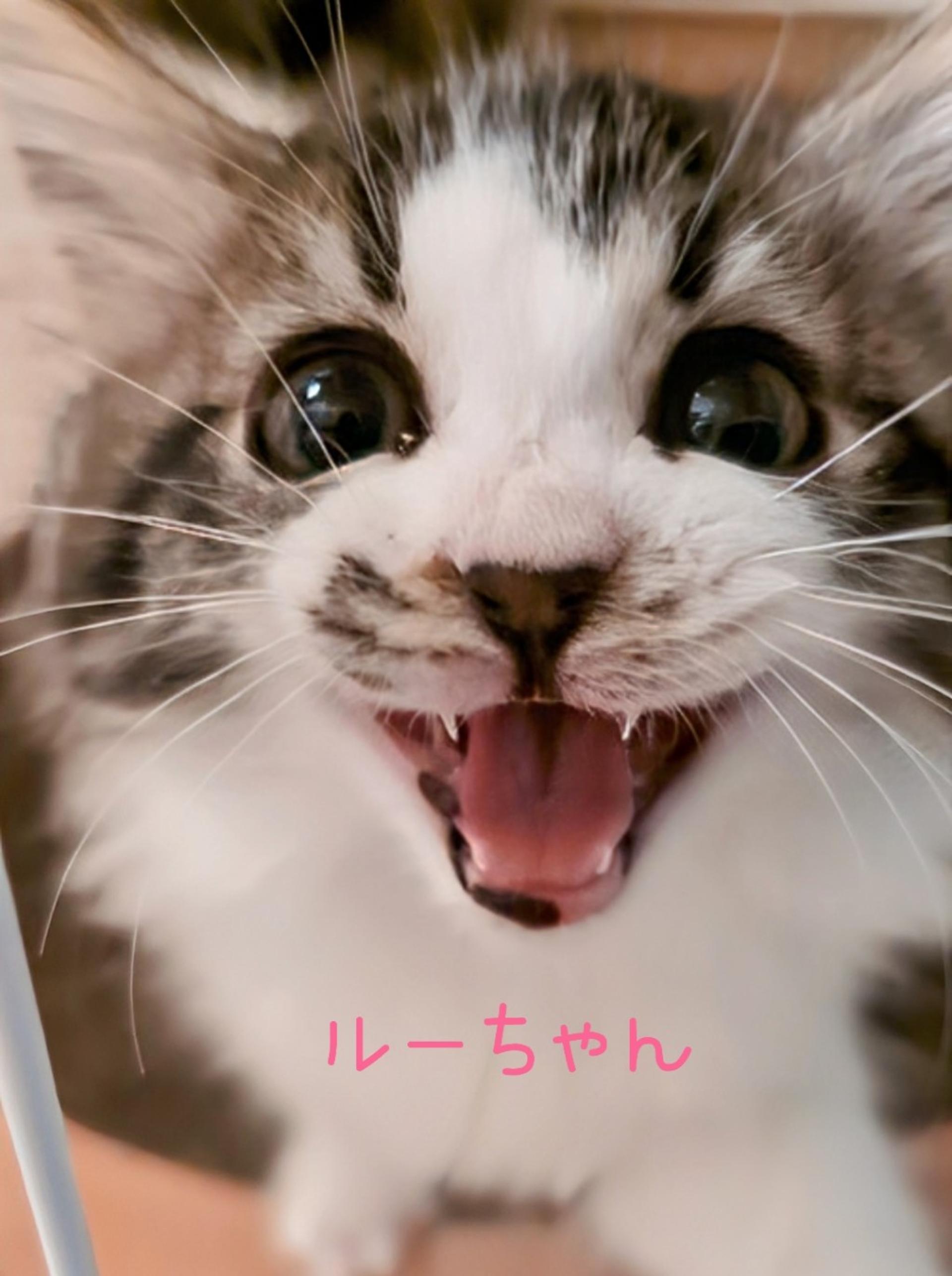 pet-image-4