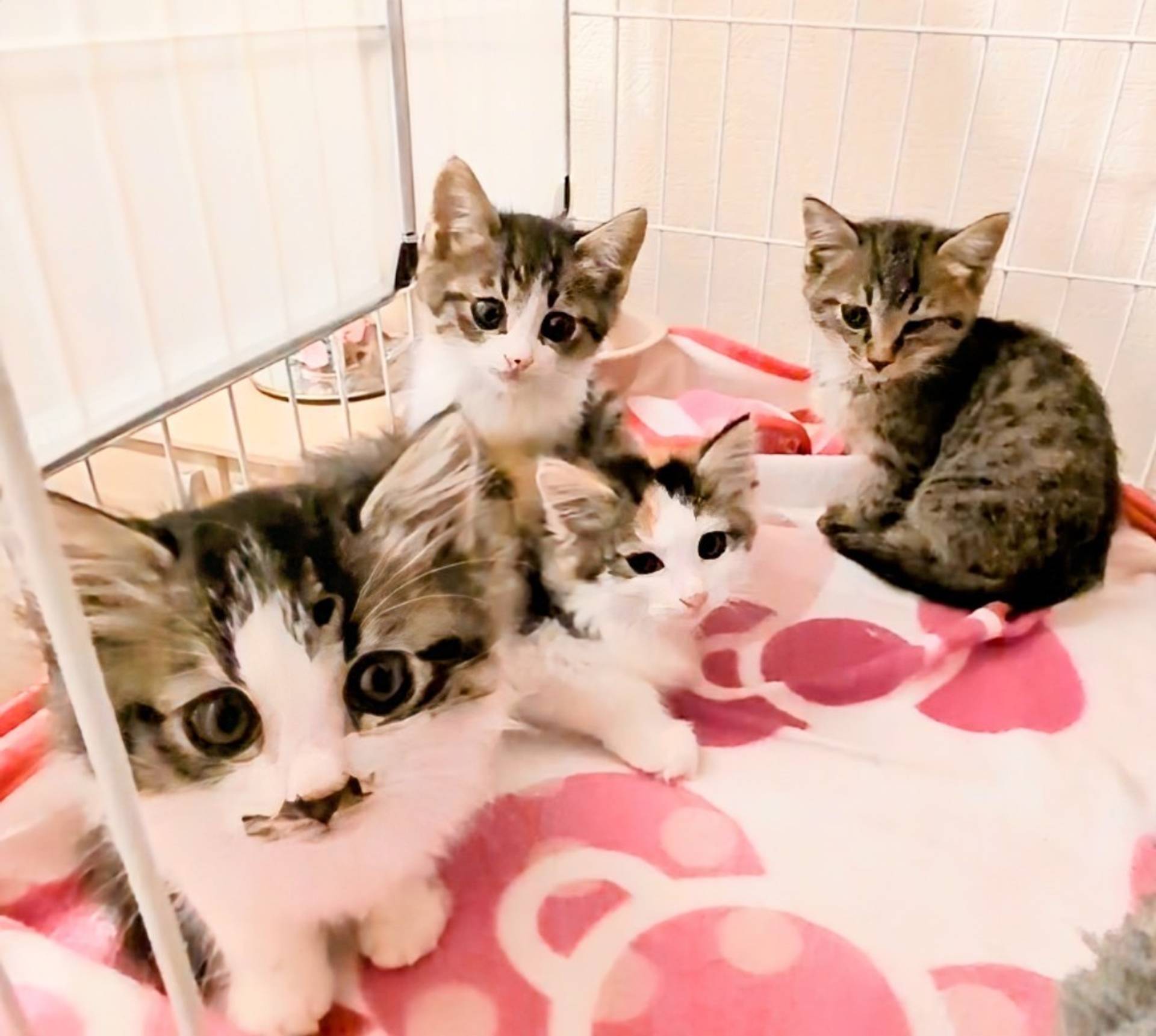 雑種（ミックス猫）・オスの里親募集の写真