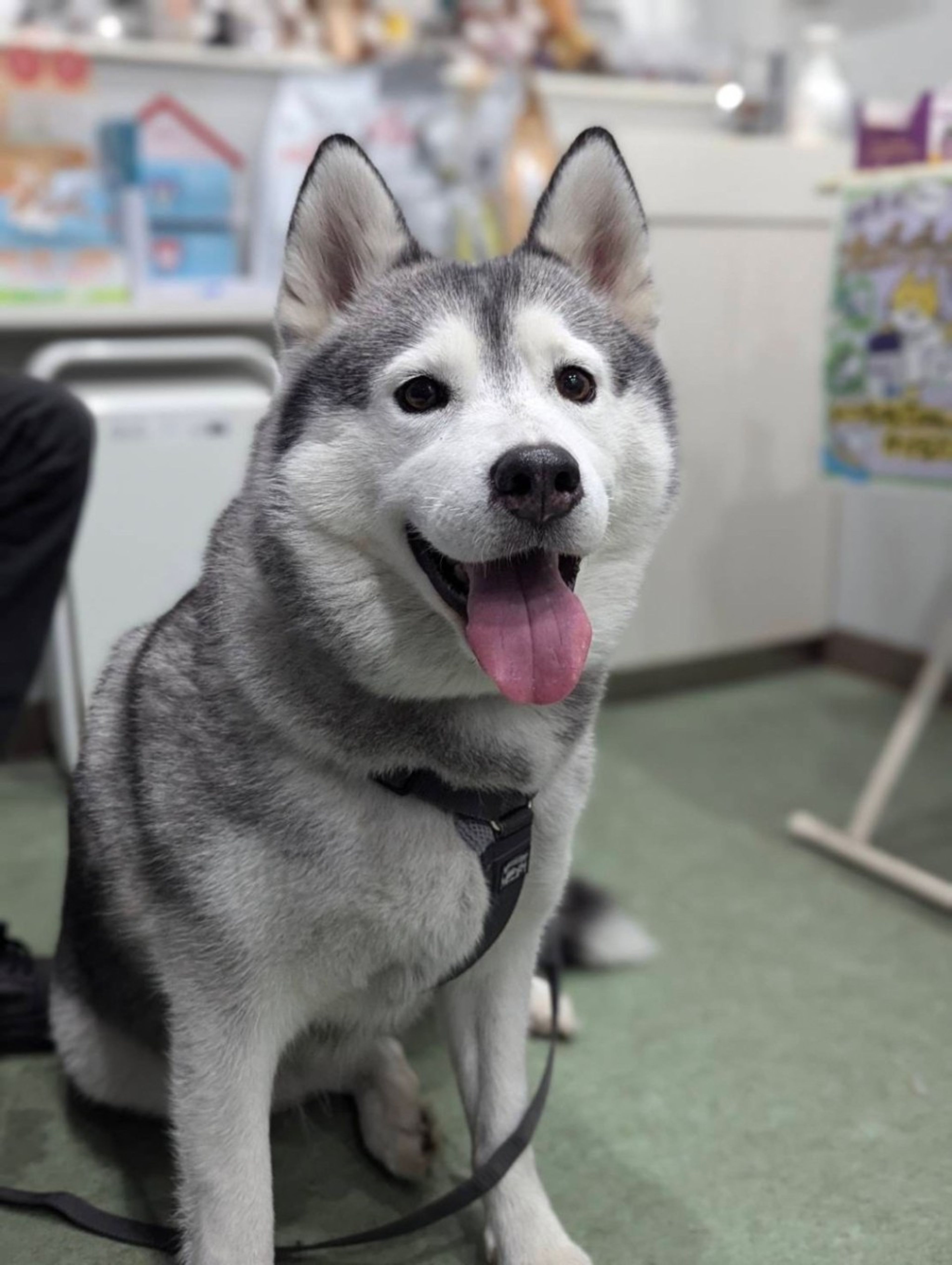 pet-image-2