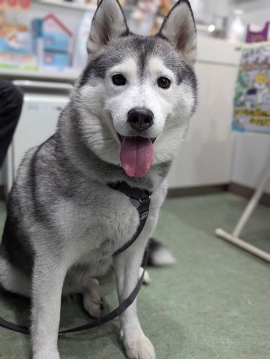 ユキの写真