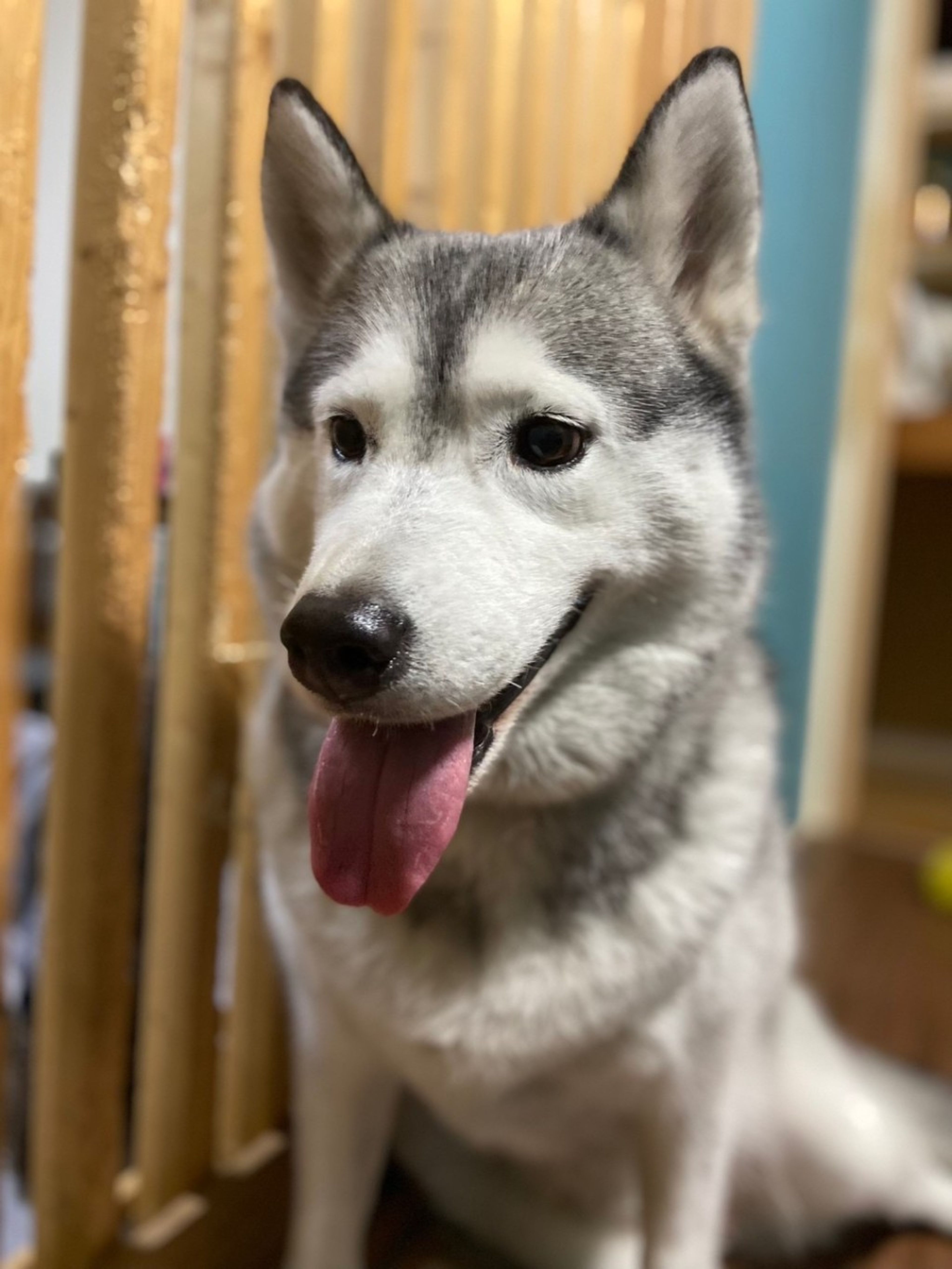 pet-image-4