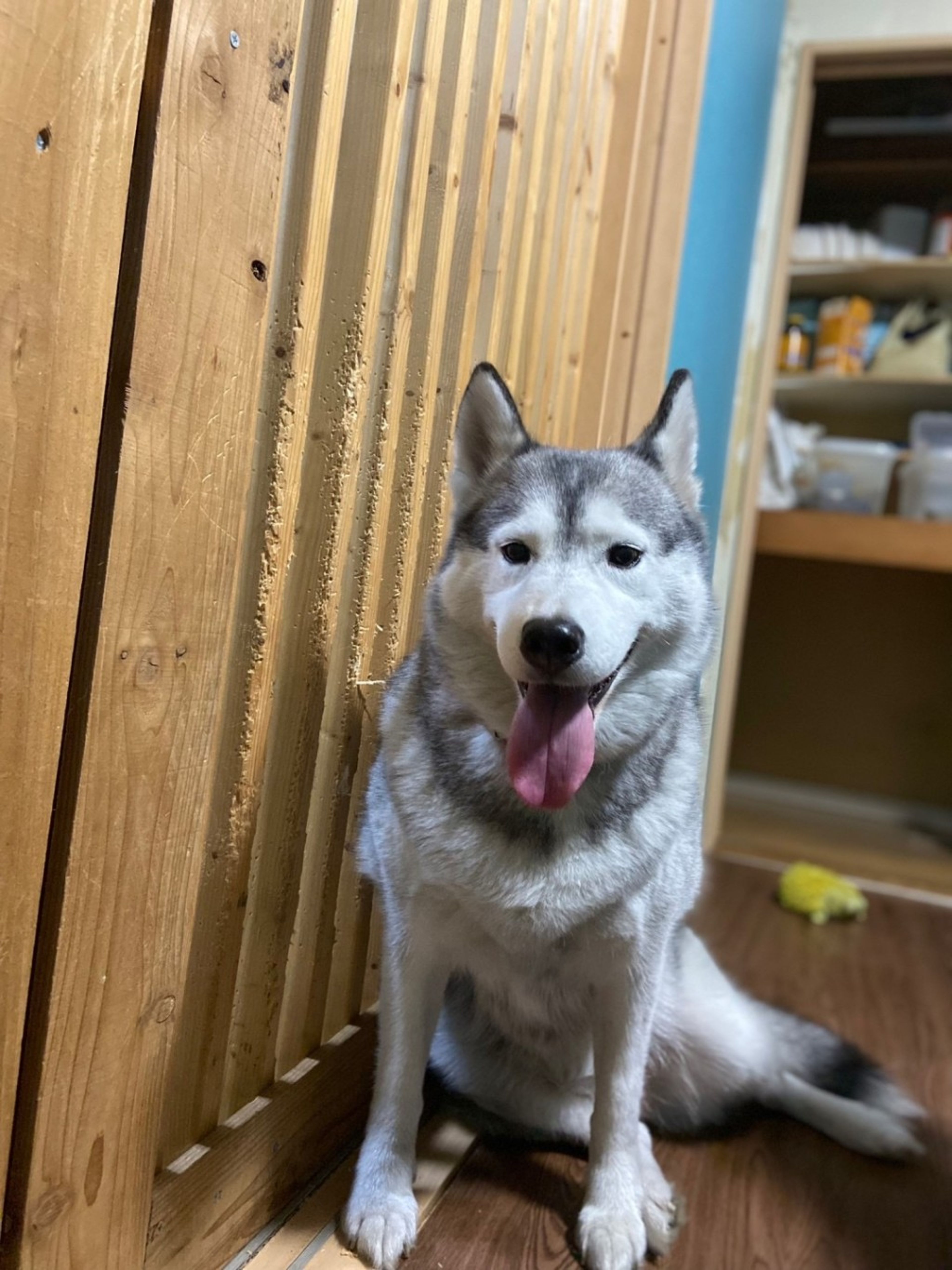 pet-image-5