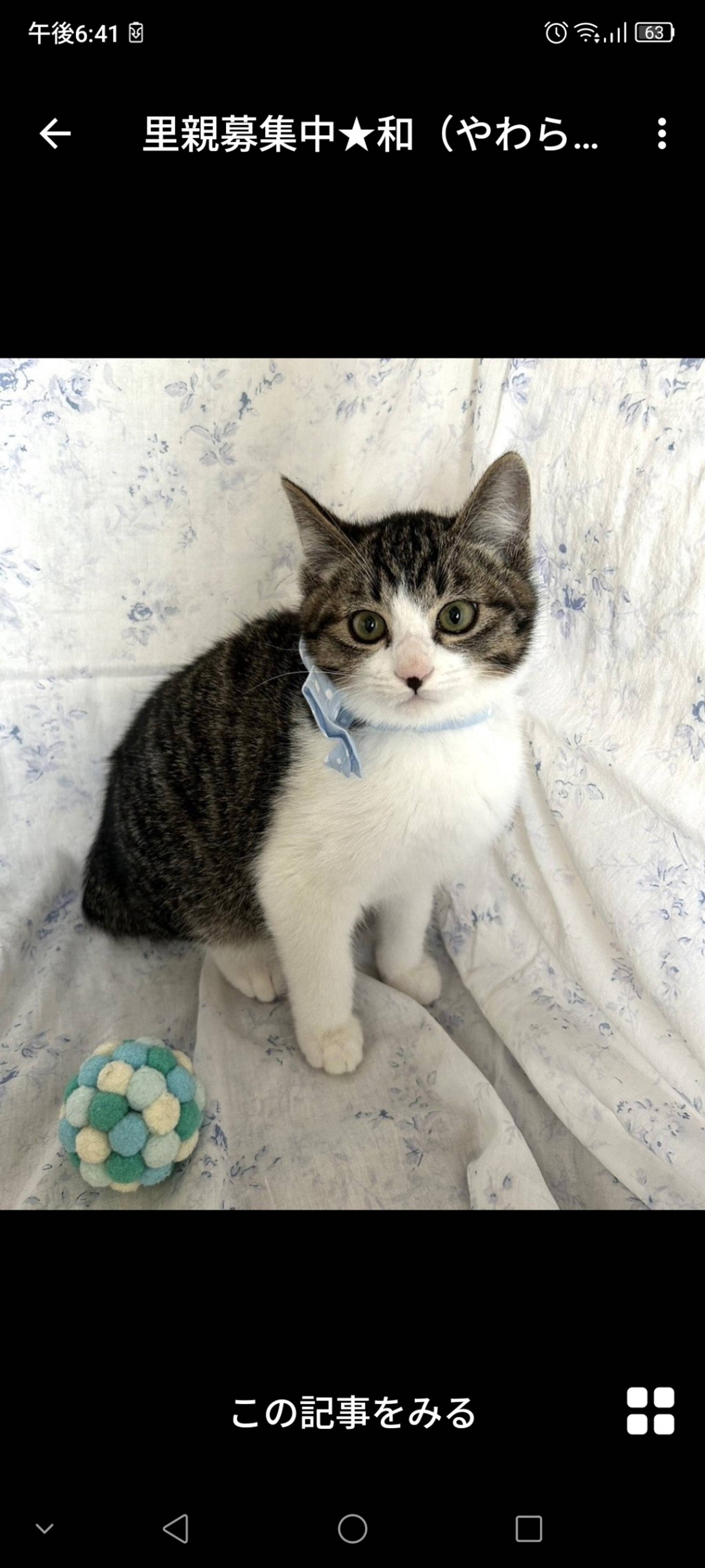 雑種（ミックス猫）・オスの里親募集の写真