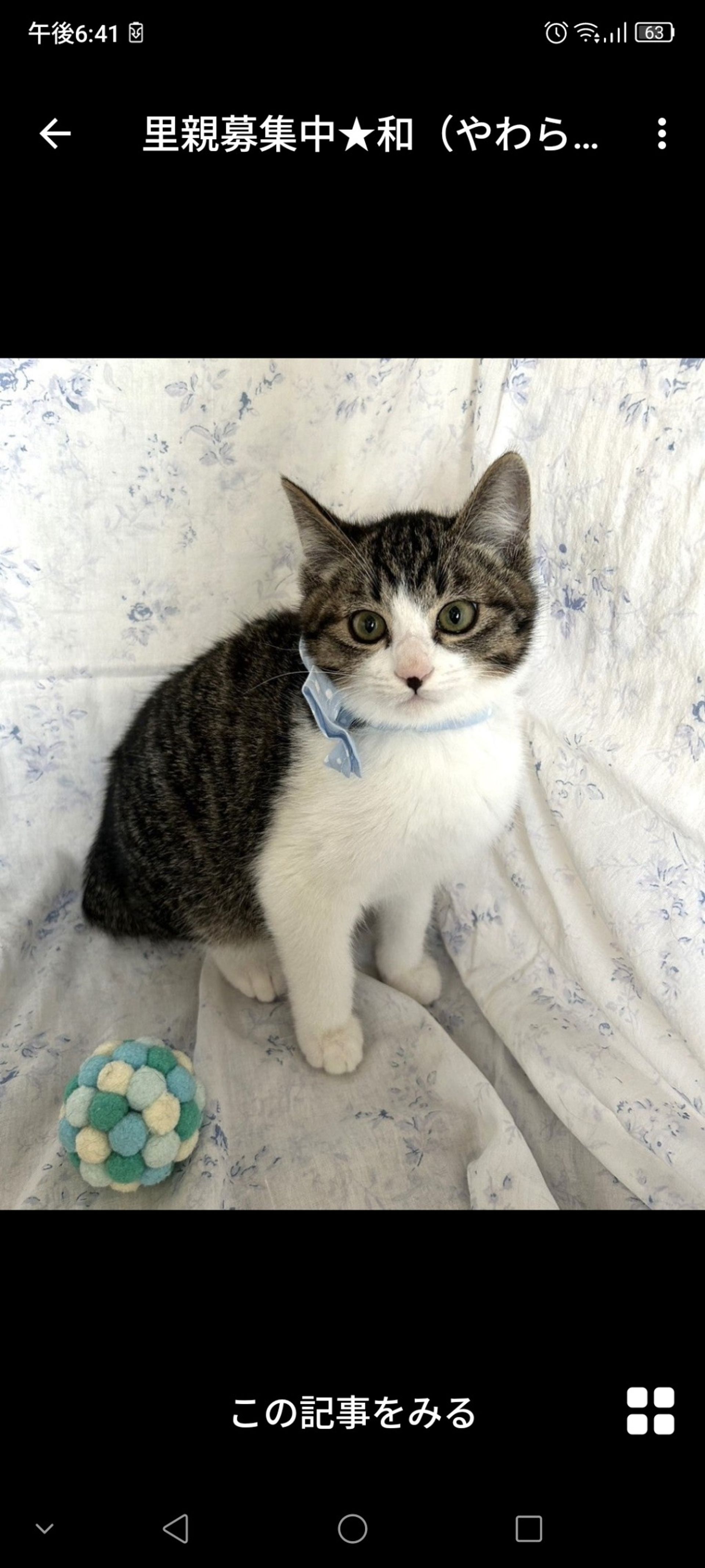 雑種（ミックス猫）・オスの里親募集の写真
