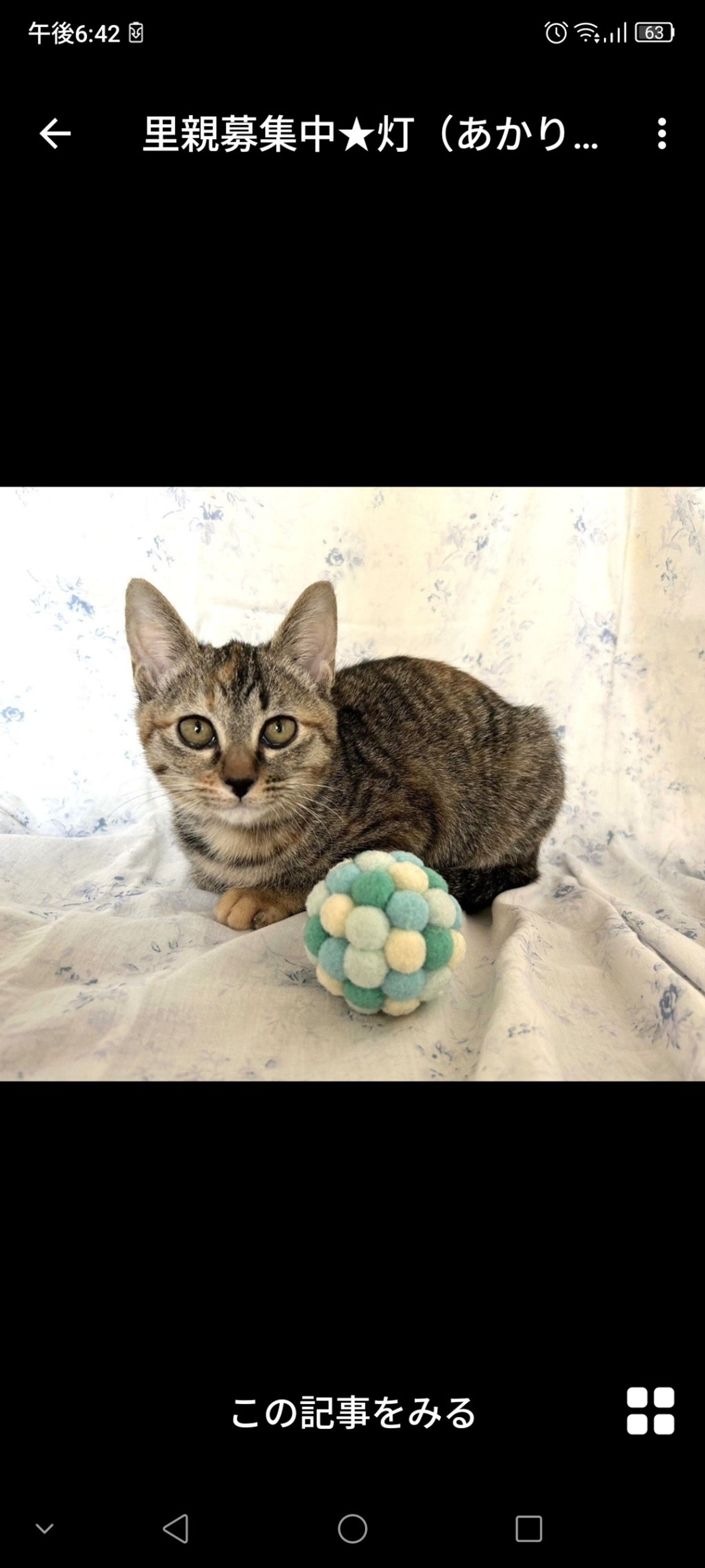 雑種（ミックス猫）・メスの里親募集の写真