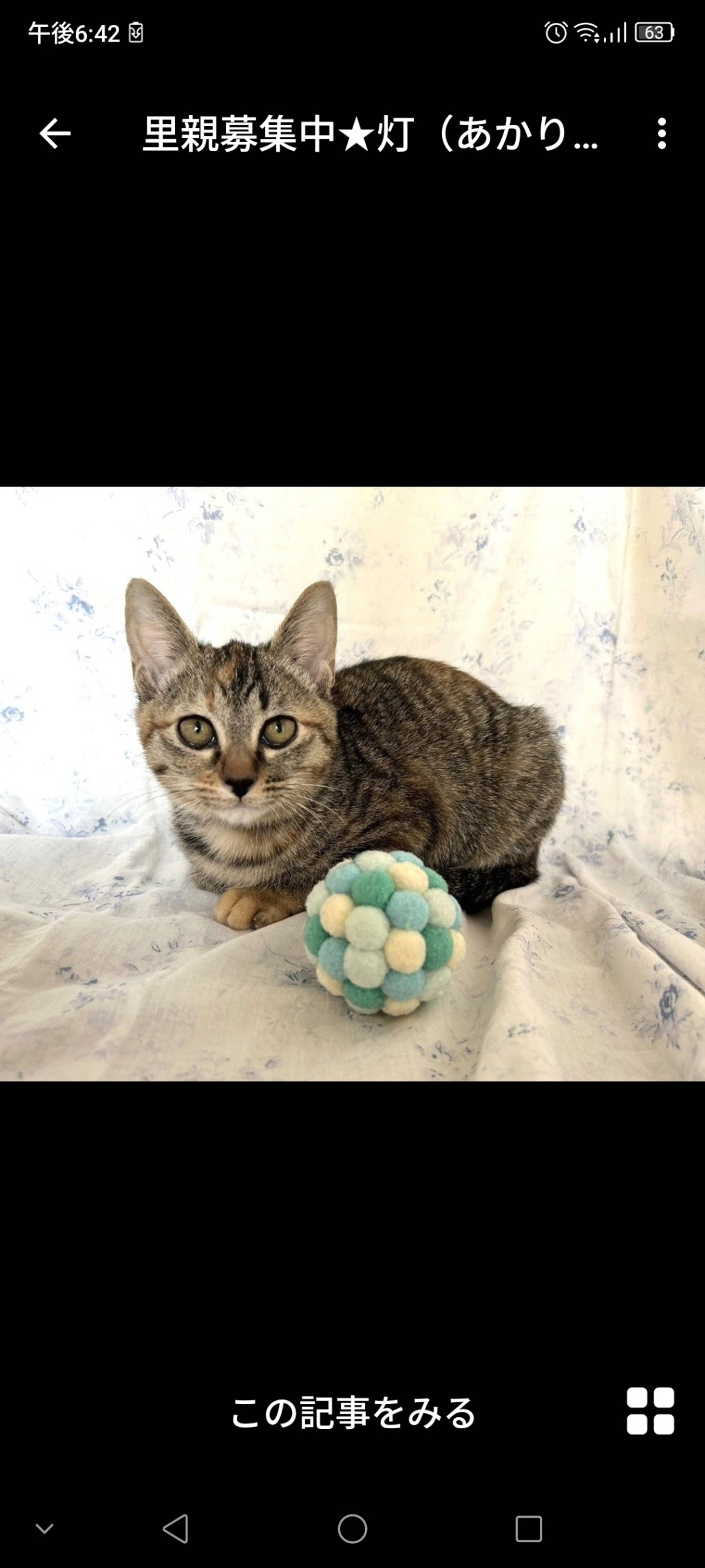 雑種（ミックス猫）・メスの里親募集の写真