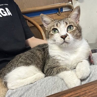 雑種（ミックス猫）・オスの里親募集の写真