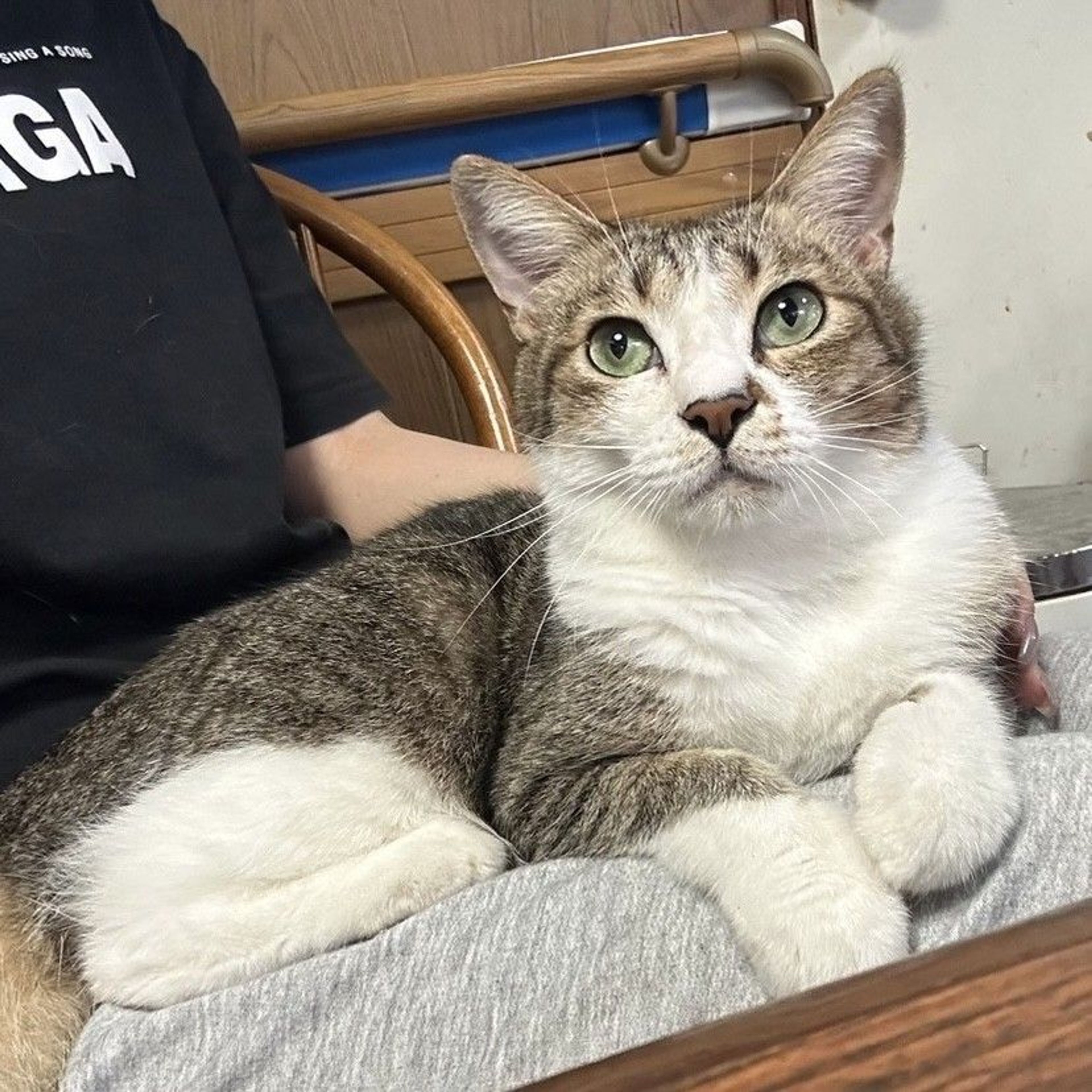 雑種（ミックス猫）・オスの里親募集の写真