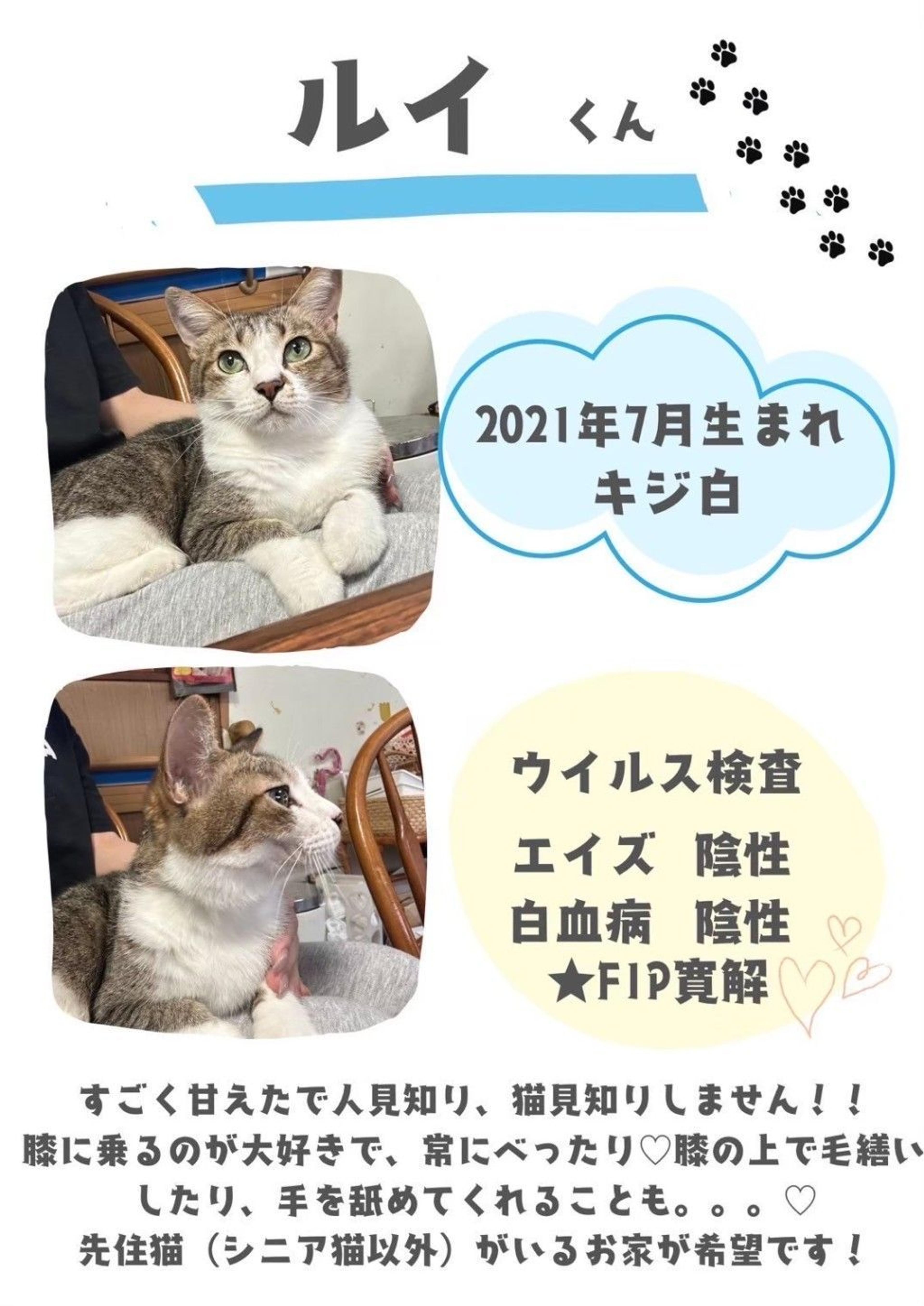 pet-image-2