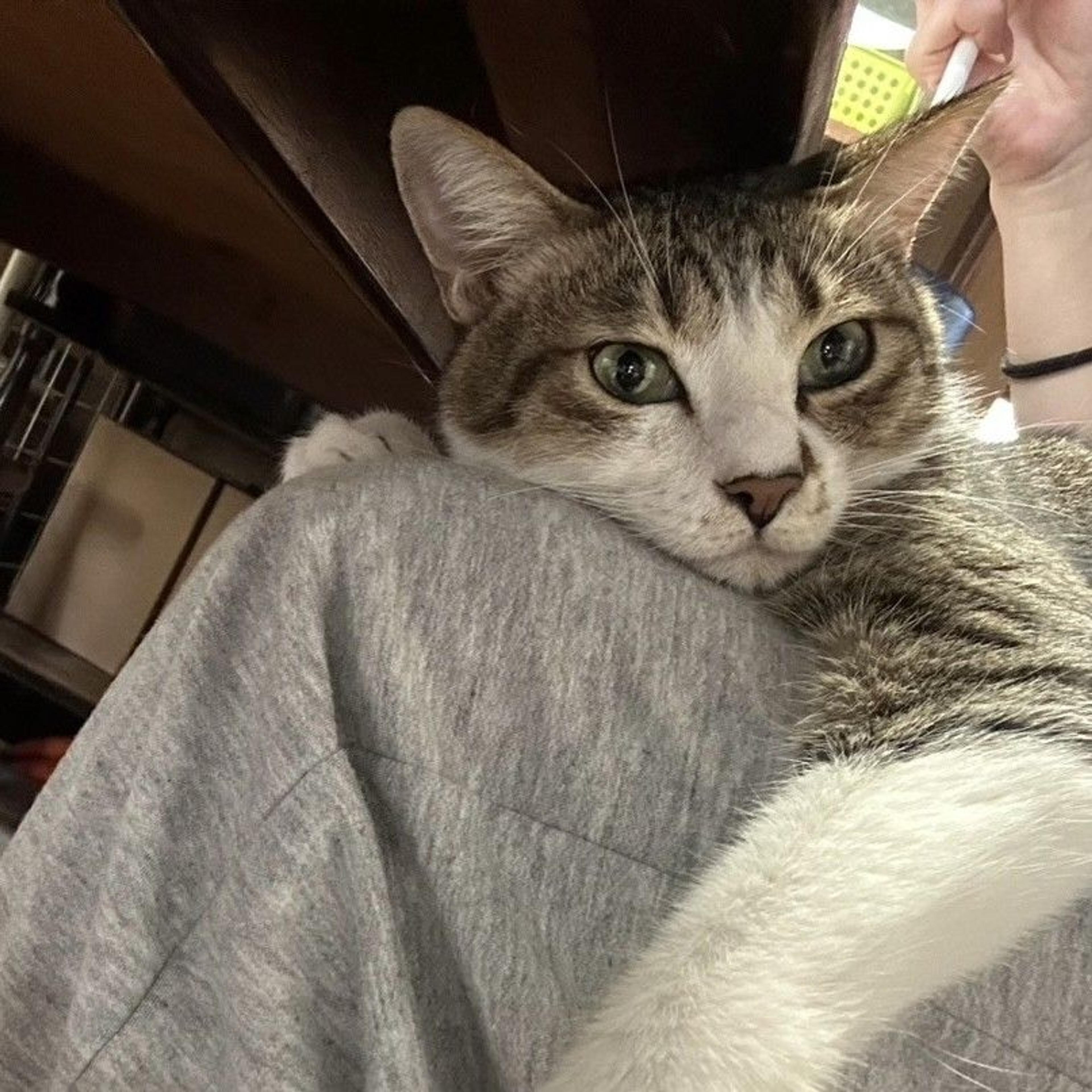 pet-image-3