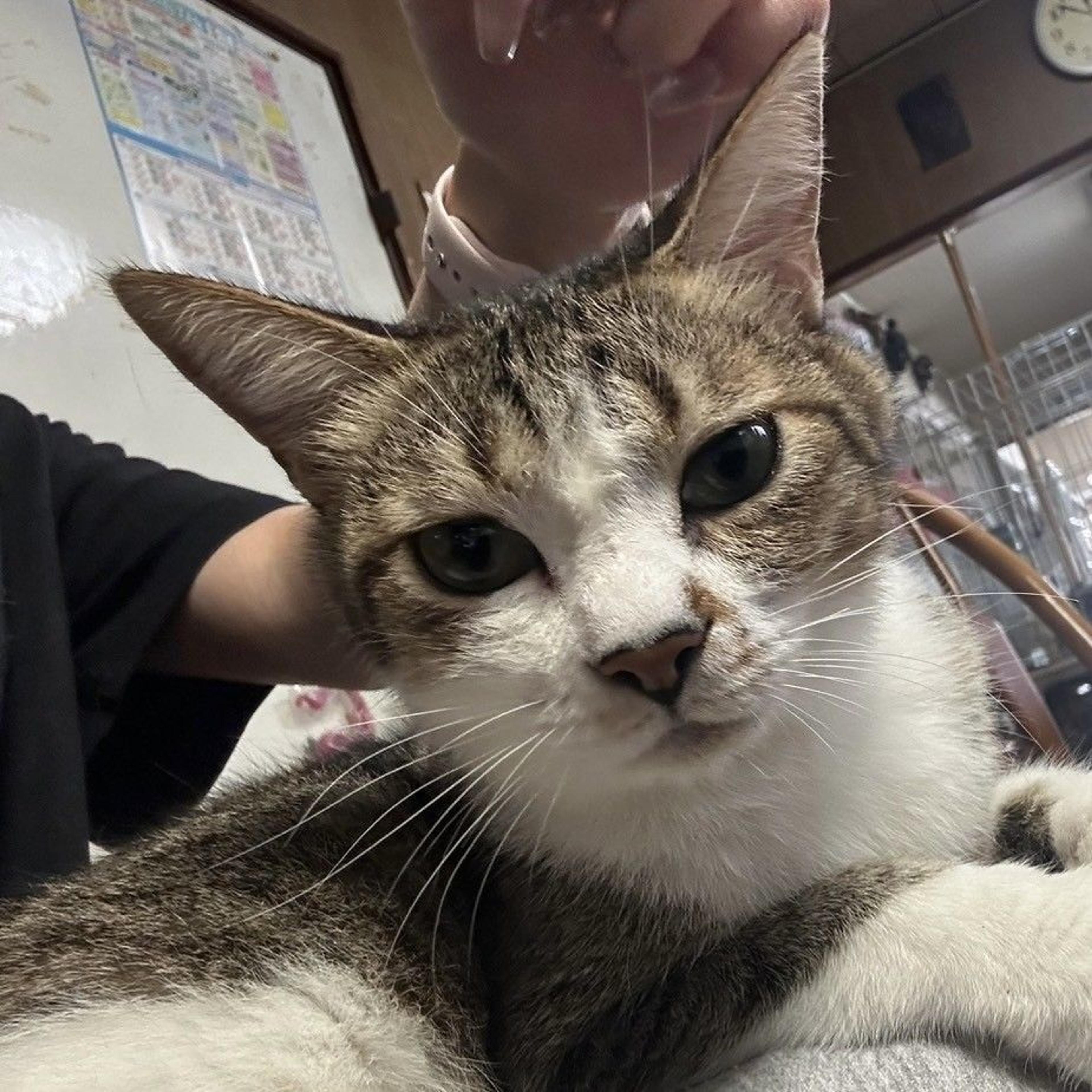 pet-image-4