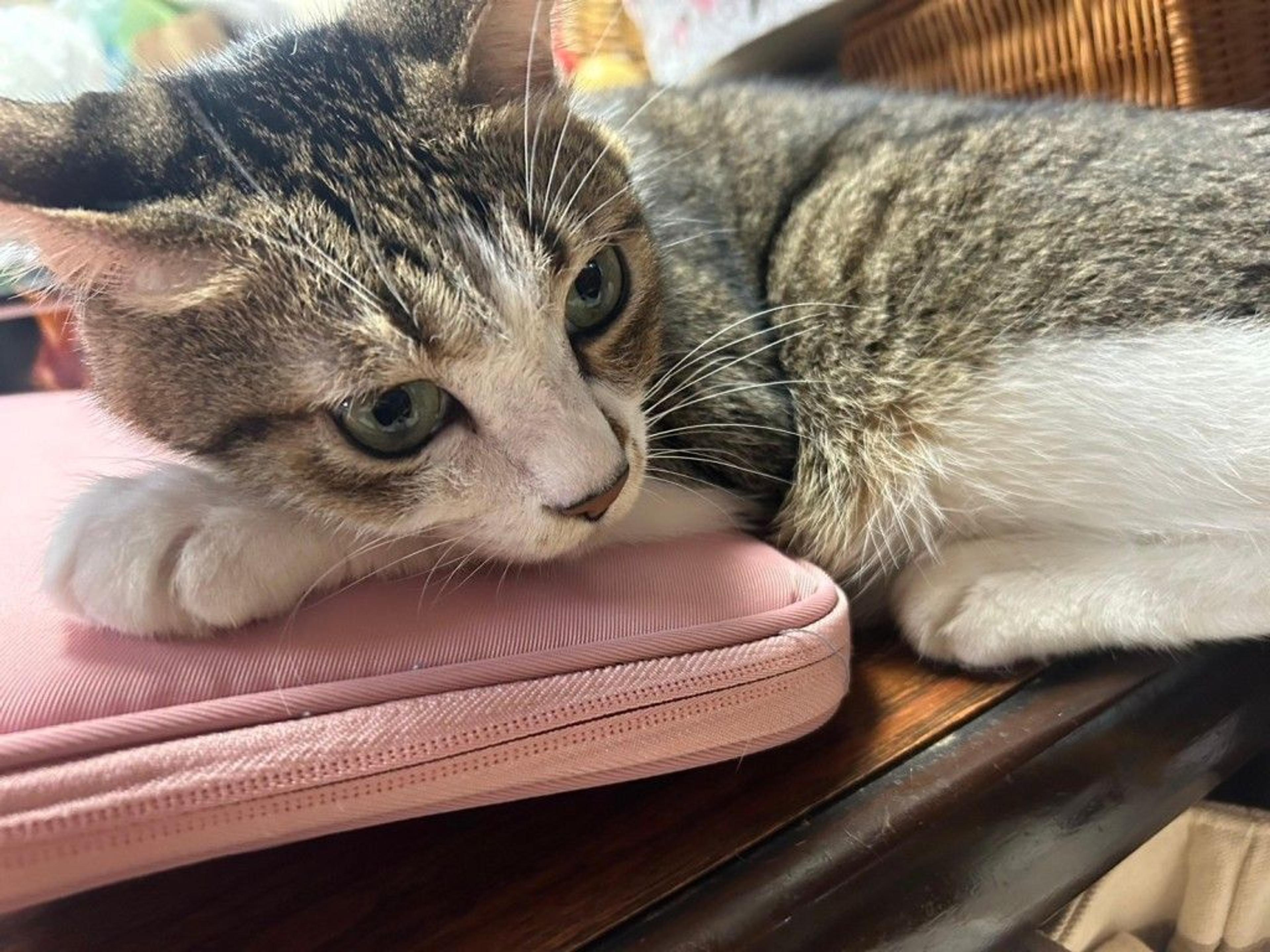 pet-image-6