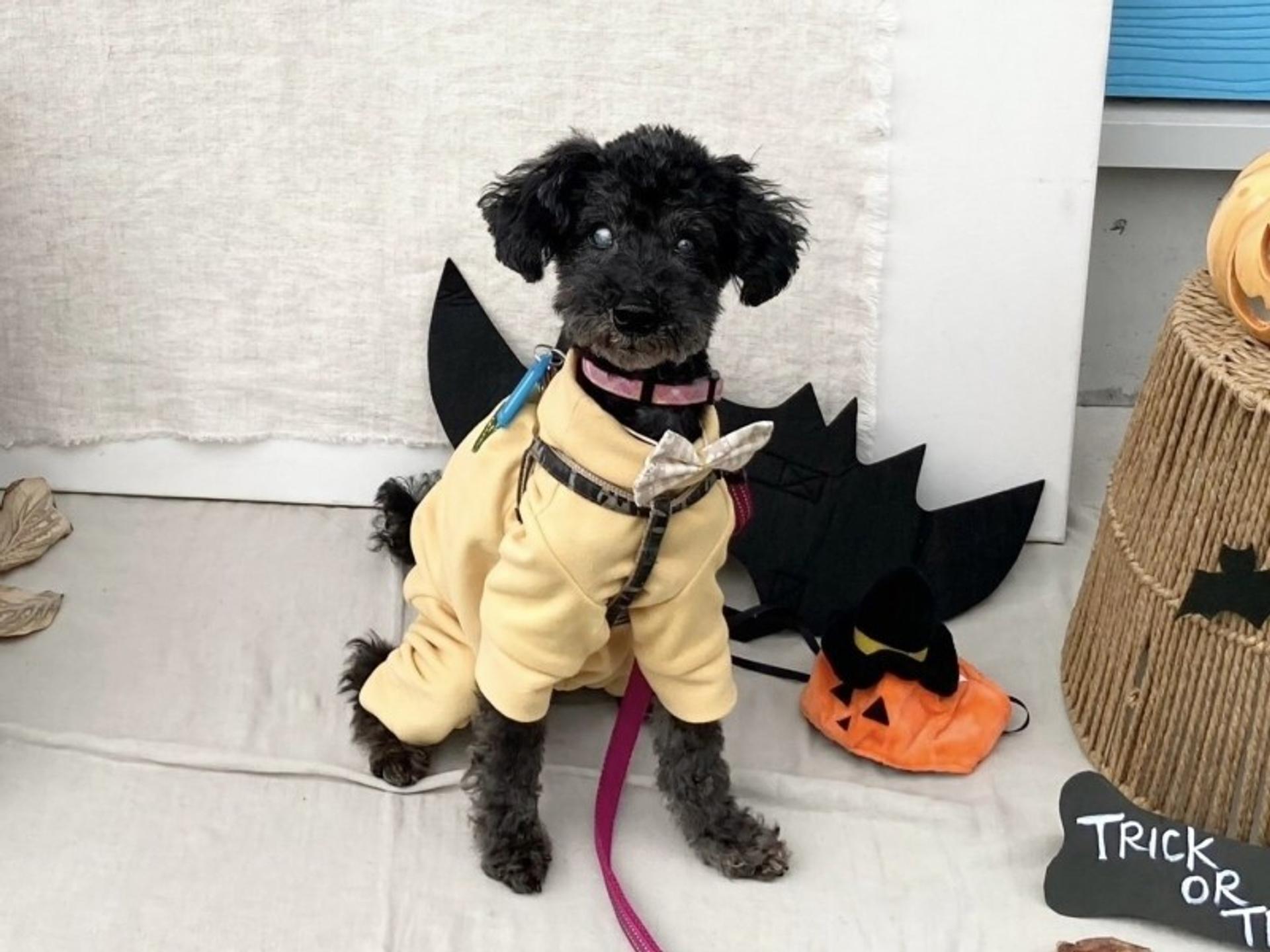 pet-image-3