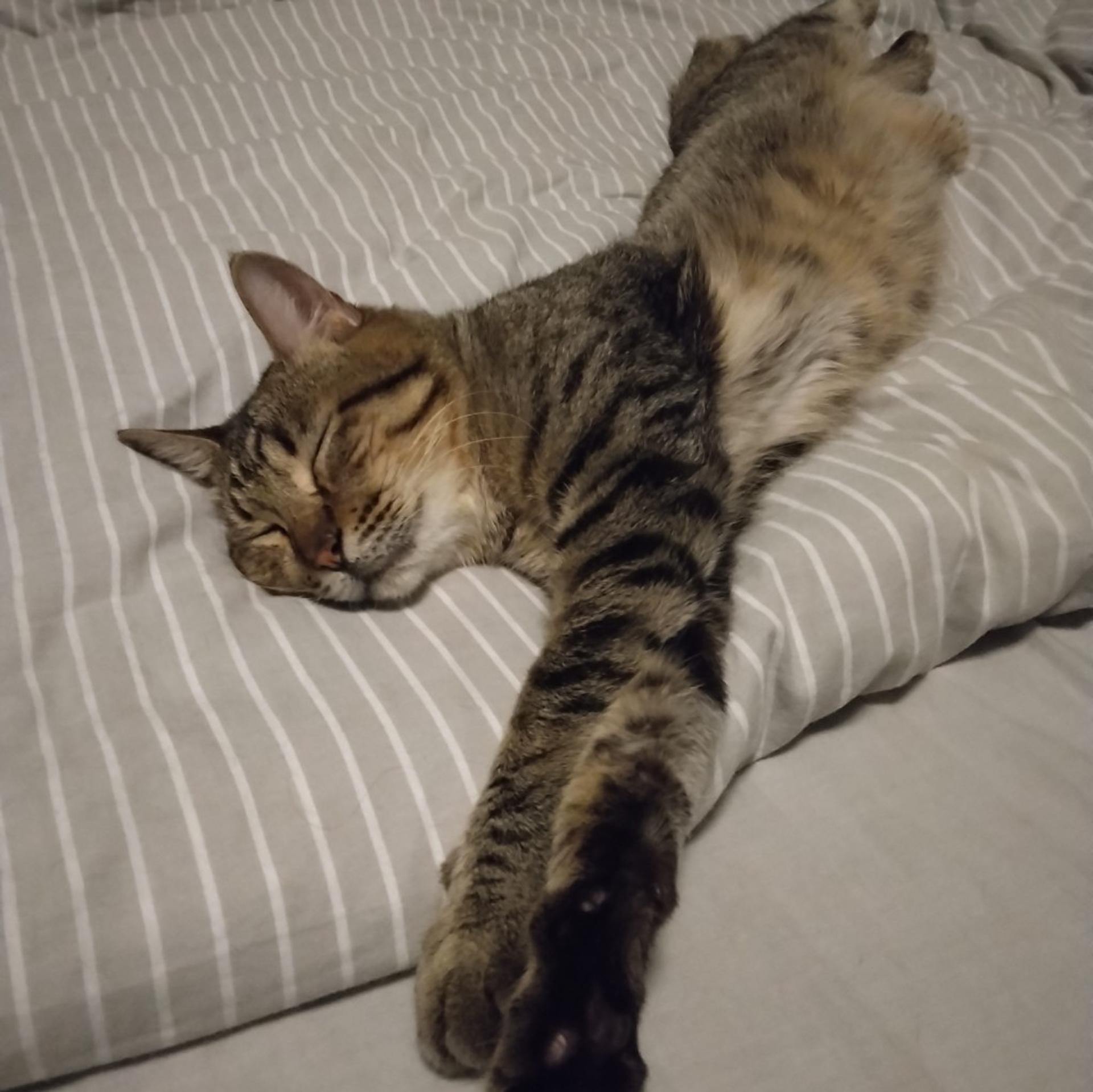 pet-image-5