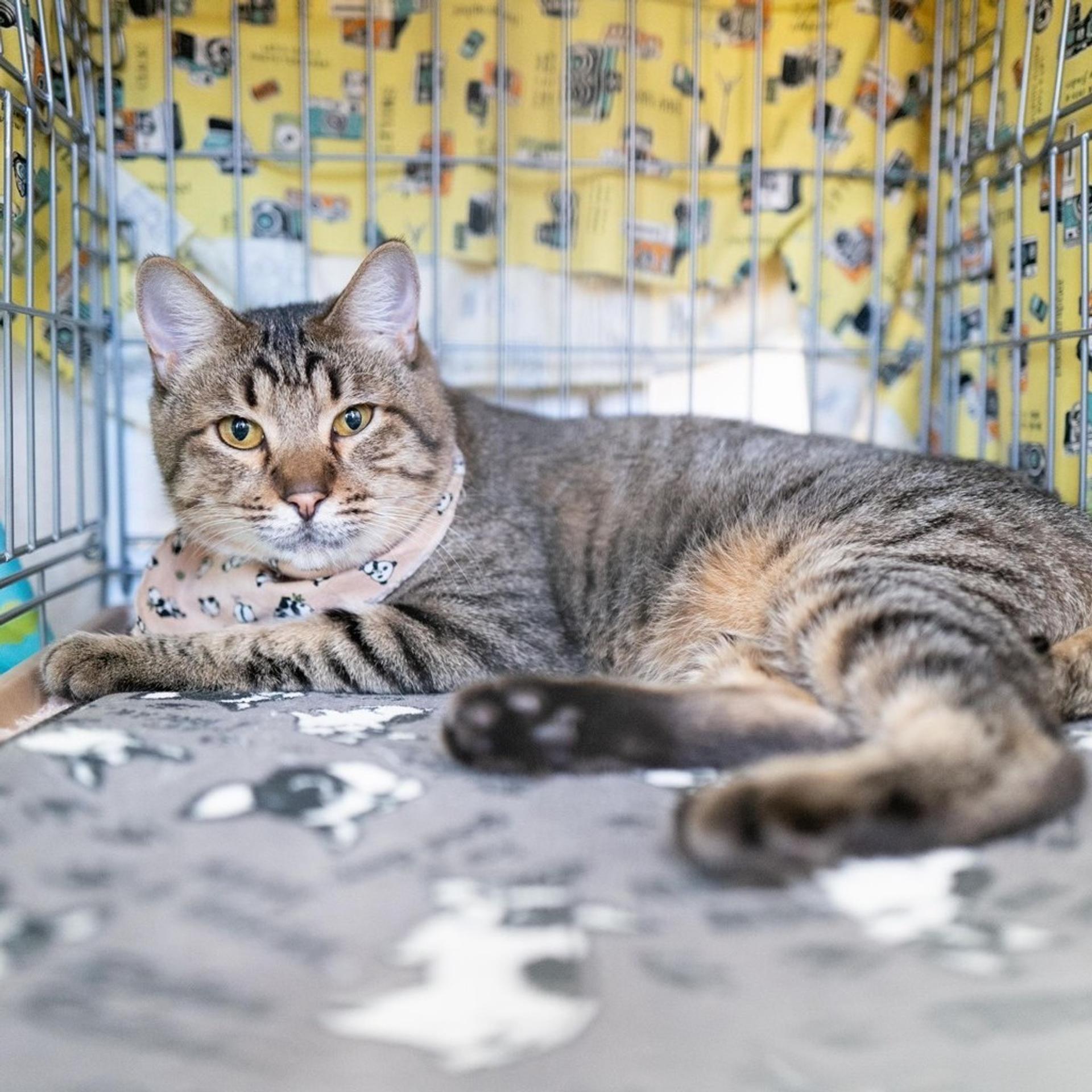 pet-image-2